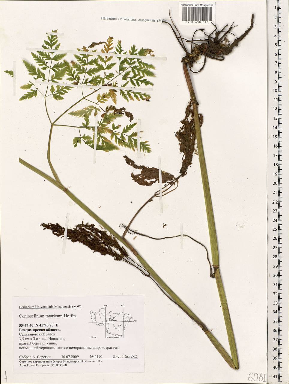 Conioselinum tataricum Hoffm., Eastern Europe, Central region (E4) (Russia)