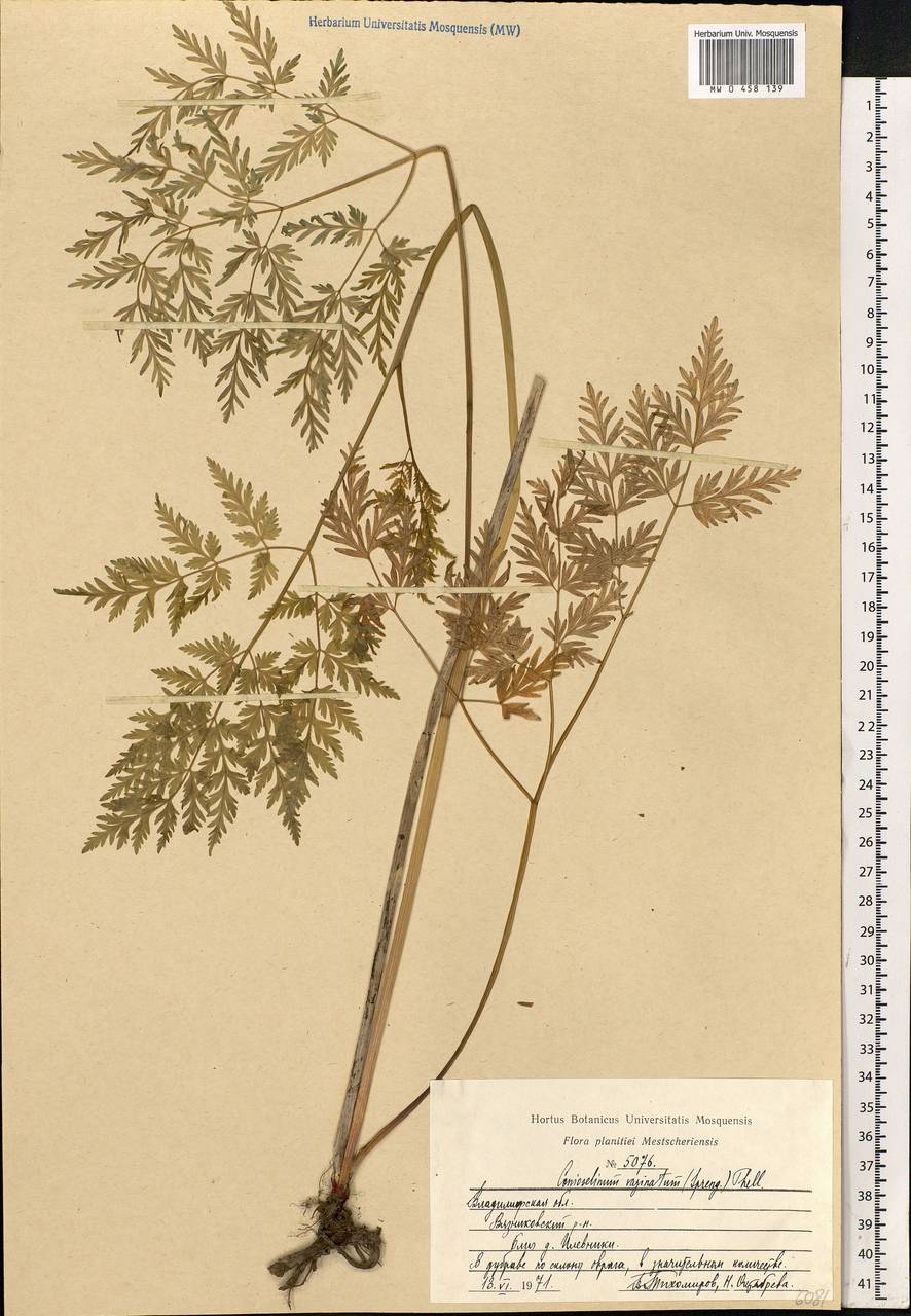 Conioselinum tataricum Hoffm., Eastern Europe, Central region (E4) (Russia)