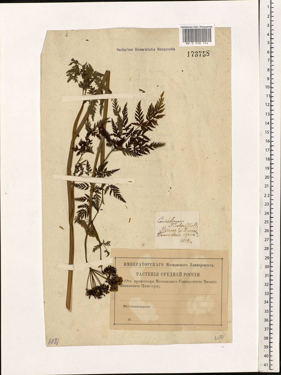 Conioselinum tataricum Hoffm., Eastern Europe, Central forest-and-steppe region (E6) (Russia)