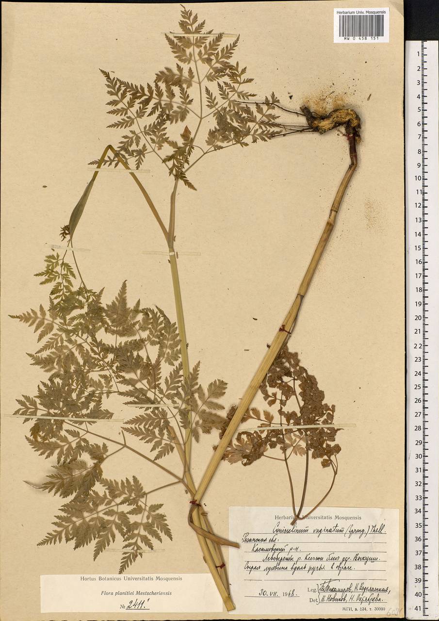 Conioselinum tataricum Hoffm., Eastern Europe, Central region (E4) (Russia)