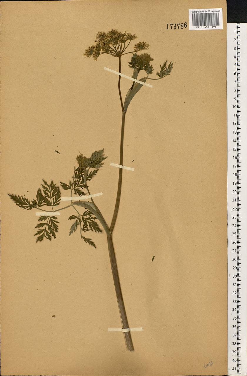 Conioselinum tataricum Hoffm., Eastern Europe, Central forest-and-steppe region (E6) (Russia)