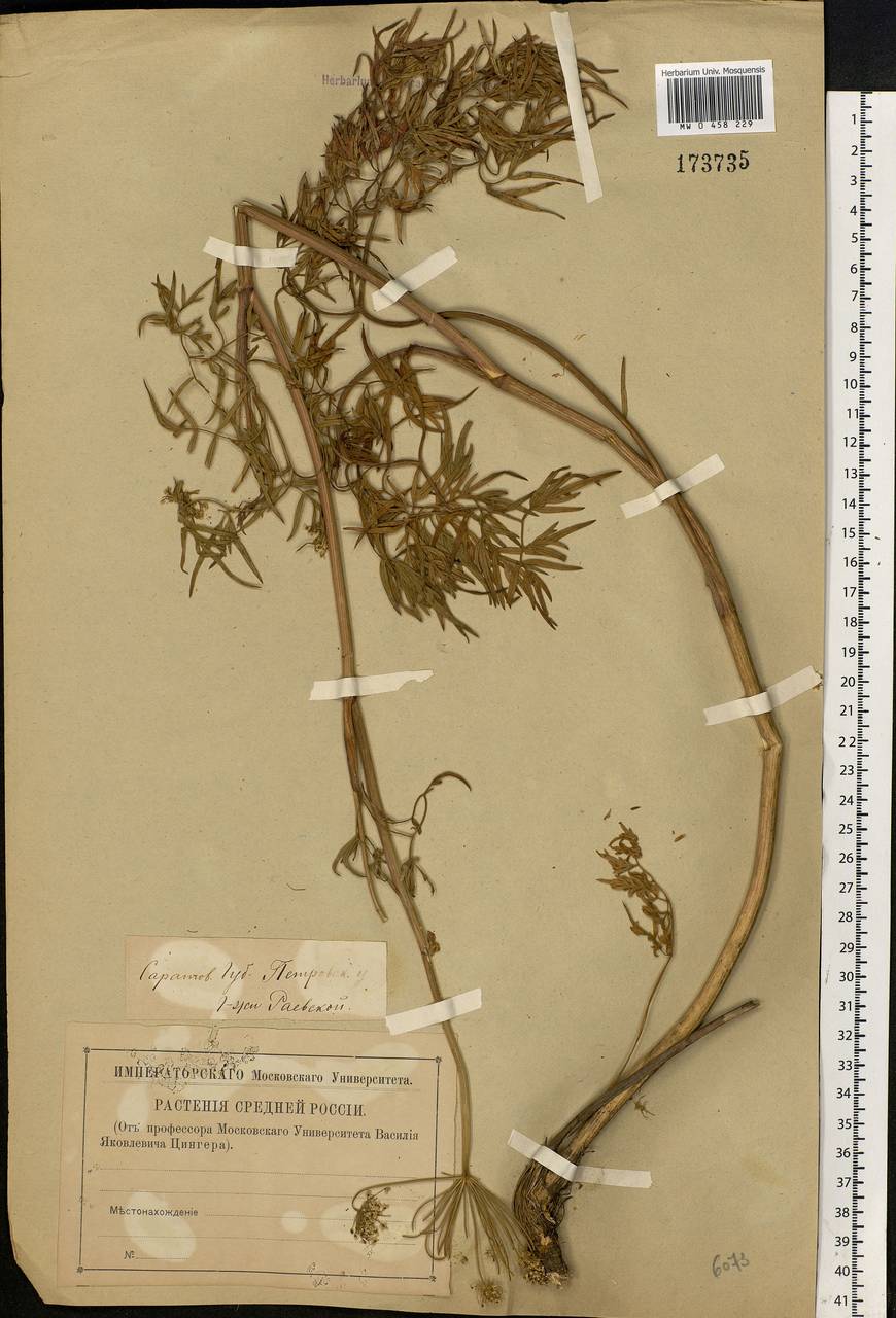 Conioselinum tataricum Hoffm., Eastern Europe, Lower Volga region (E9) (Russia)
