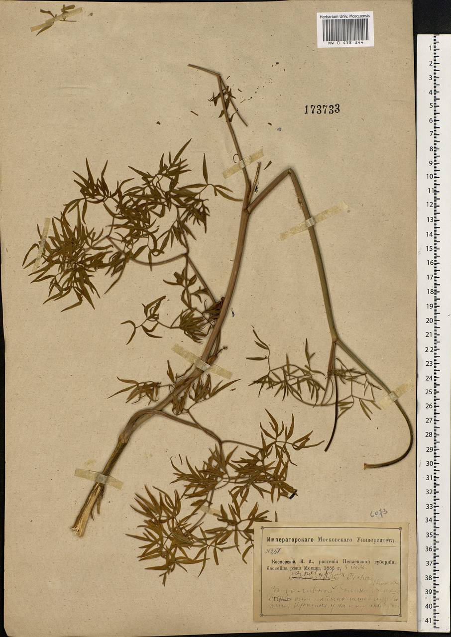 Cenolophium fischeri (Spreng.) W. D. J. Koch, Eastern Europe, Middle Volga region (E8) (Russia)