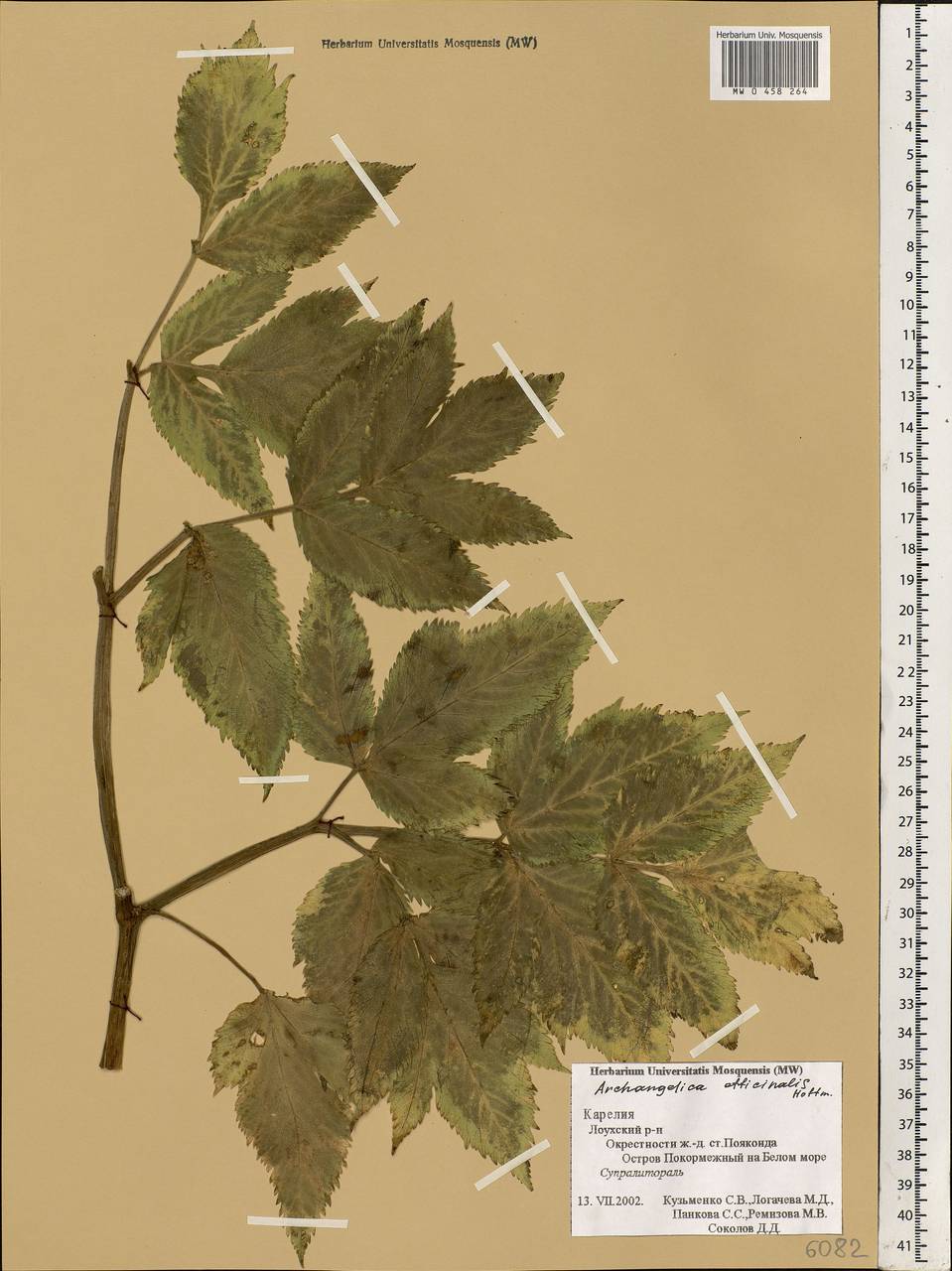 Angelica archangelica L., Eastern Europe, Northern region (E1) (Russia)