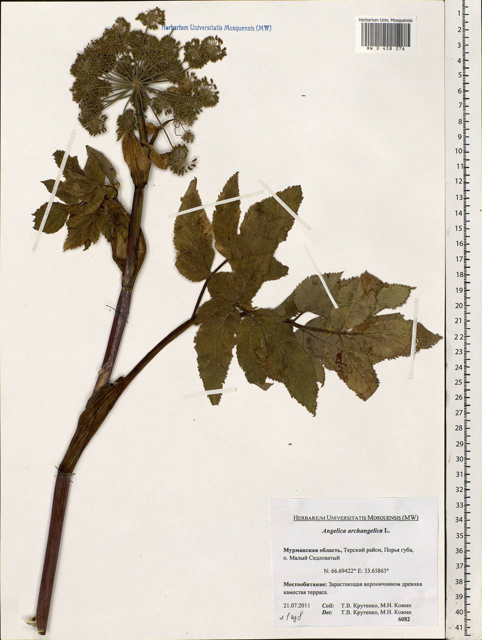 Angelica archangelica L., Eastern Europe, Northern region (E1) (Russia)