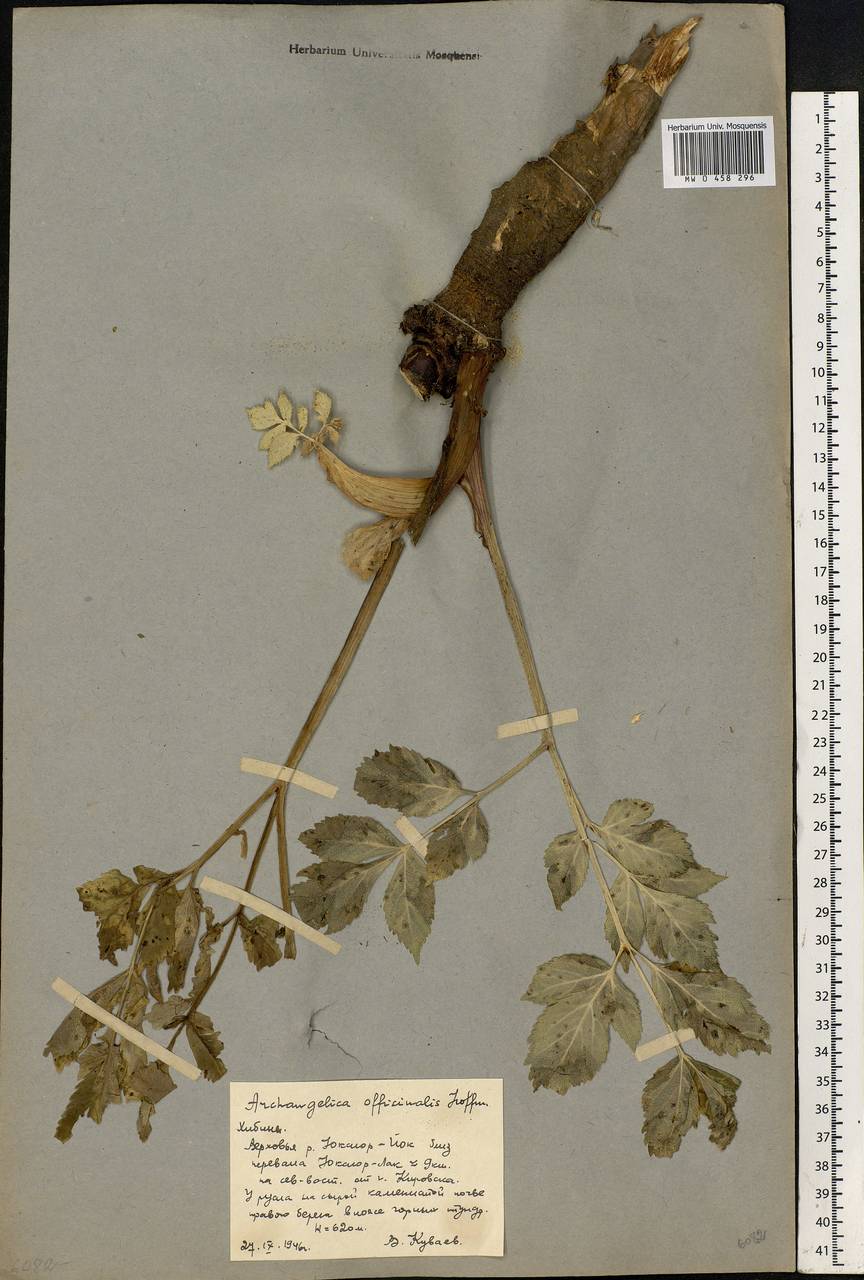 Angelica archangelica L., Eastern Europe, Northern region (E1) (Russia)