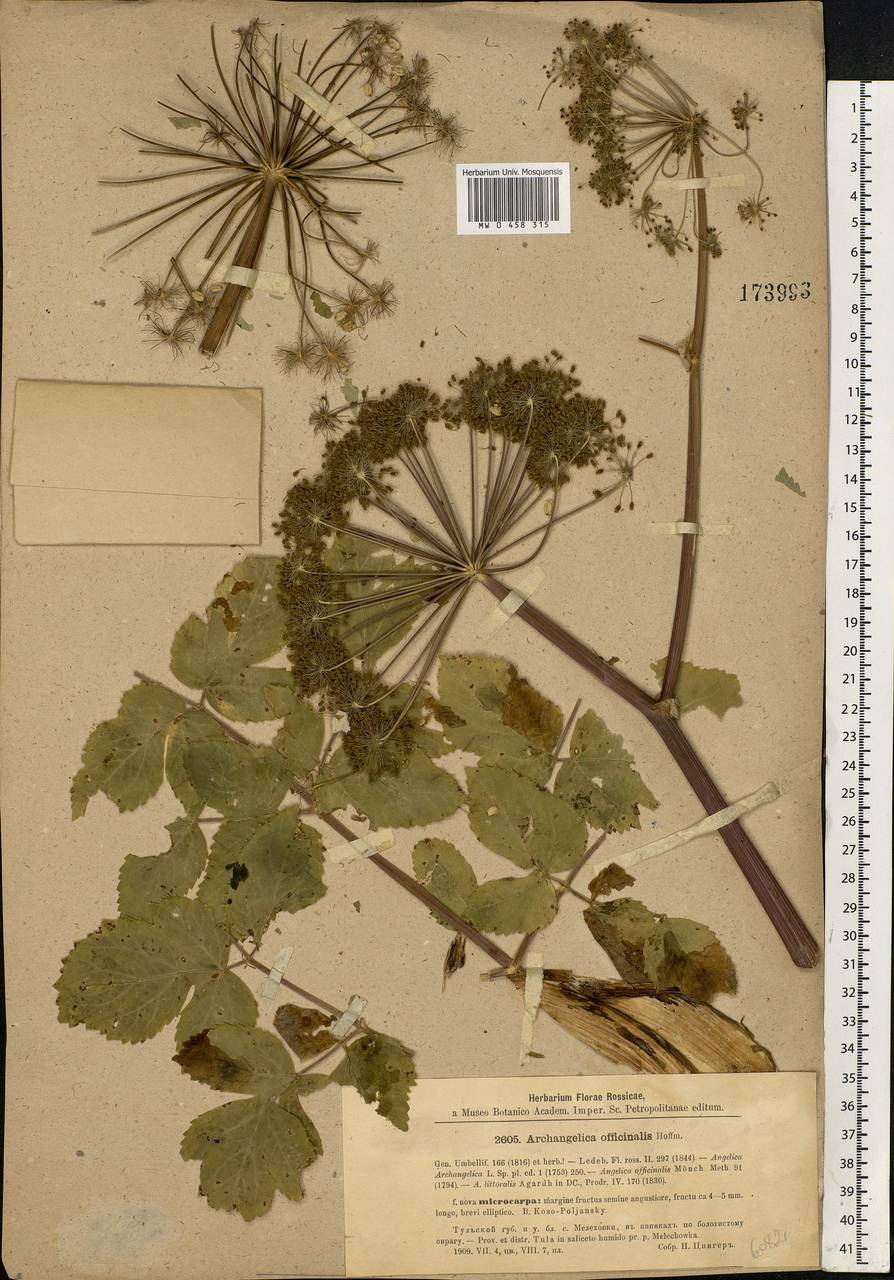 Angelica archangelica L., Eastern Europe, Central region (E4) (Russia)