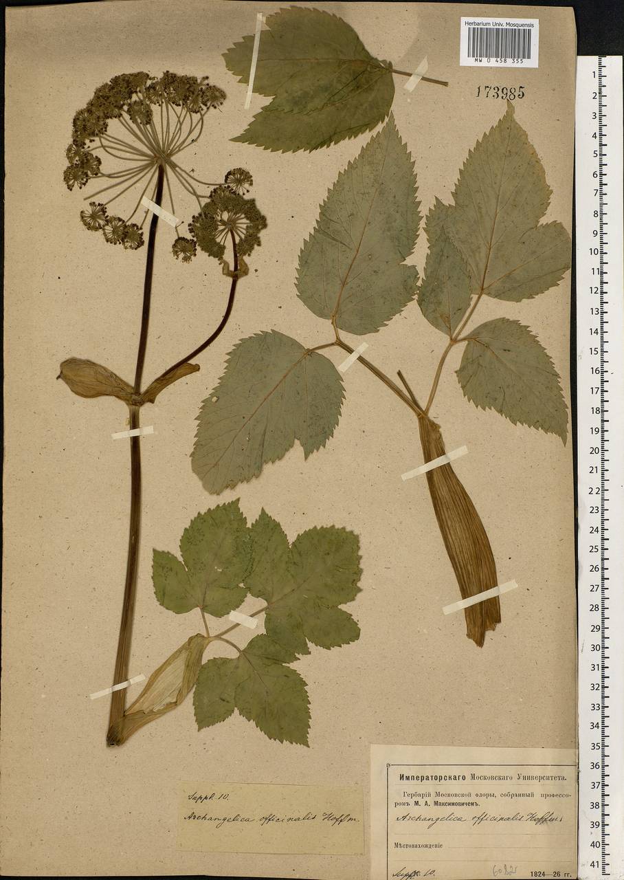 Angelica archangelica L., Eastern Europe, Moscow region (E4a) (Russia)
