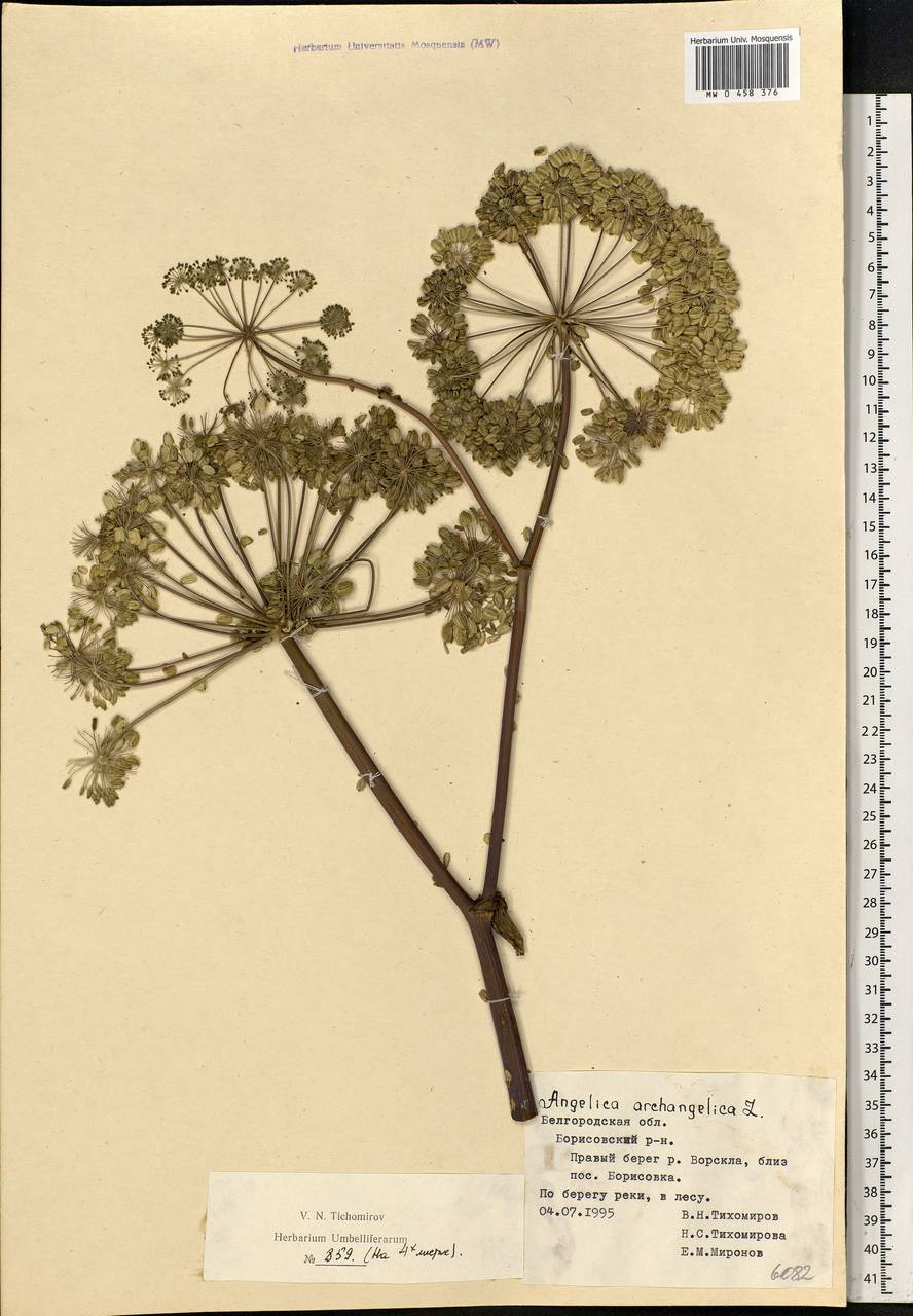 Angelica archangelica L., Eastern Europe, Central forest-and-steppe region (E6) (Russia)