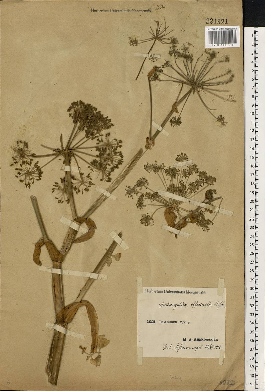 Angelica archangelica L., Eastern Europe, Central forest-and-steppe region (E6) (Russia)