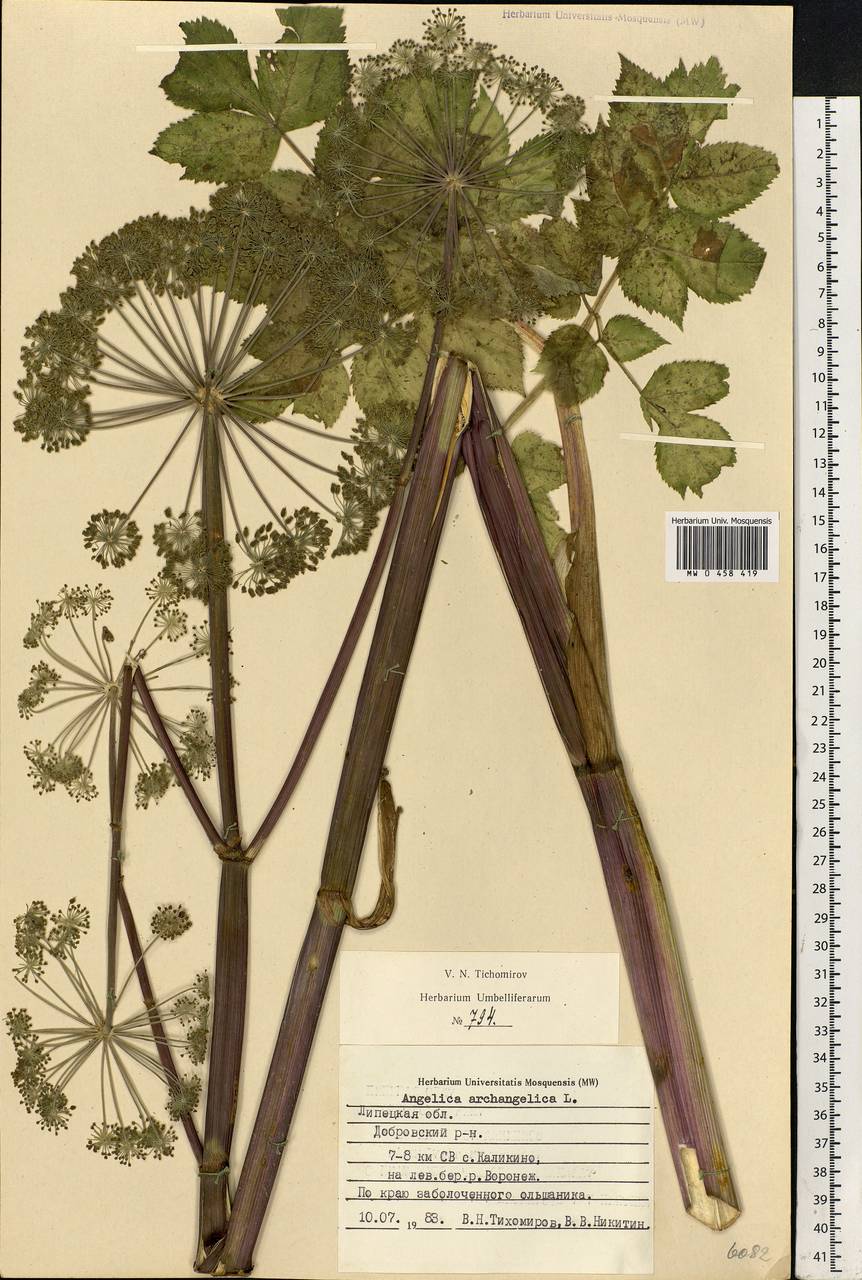 Angelica archangelica L., Eastern Europe, Central forest-and-steppe region (E6) (Russia)