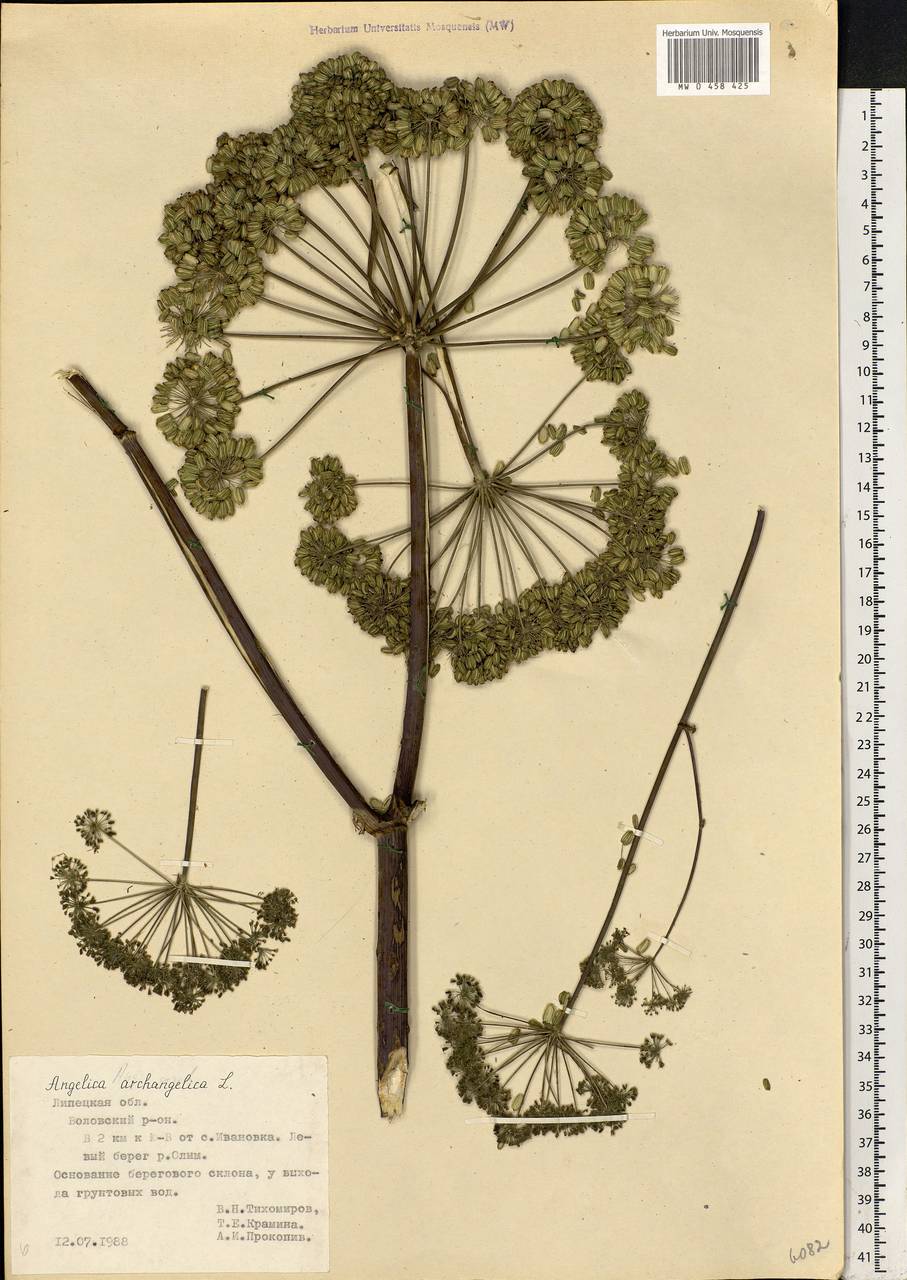 Angelica archangelica L., Eastern Europe, Central forest-and-steppe region (E6) (Russia)