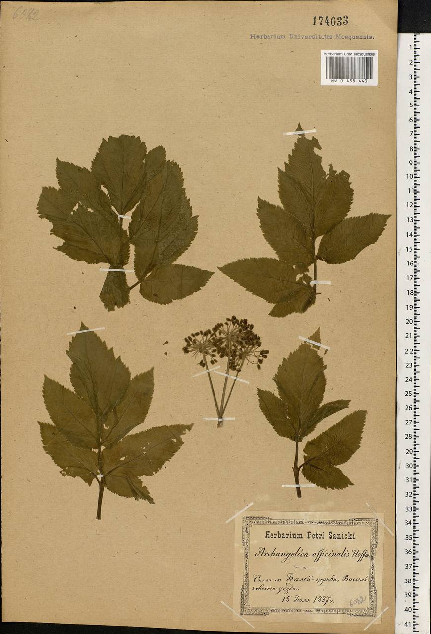 Angelica archangelica L., Eastern Europe, North Ukrainian region (E11) (Ukraine)