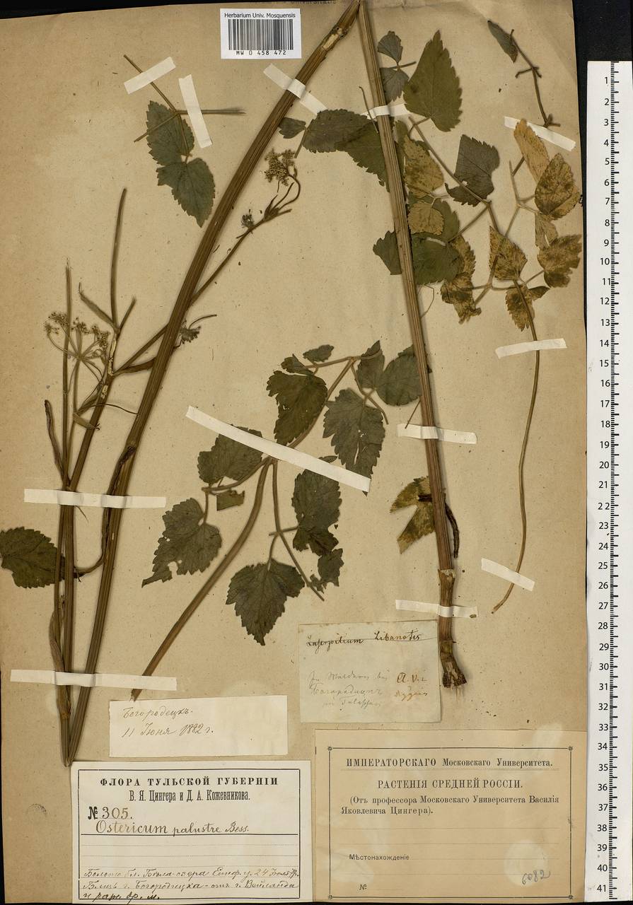 Ostericum palustre (Besser) Besser, Eastern Europe, Central region (E4) (Russia)