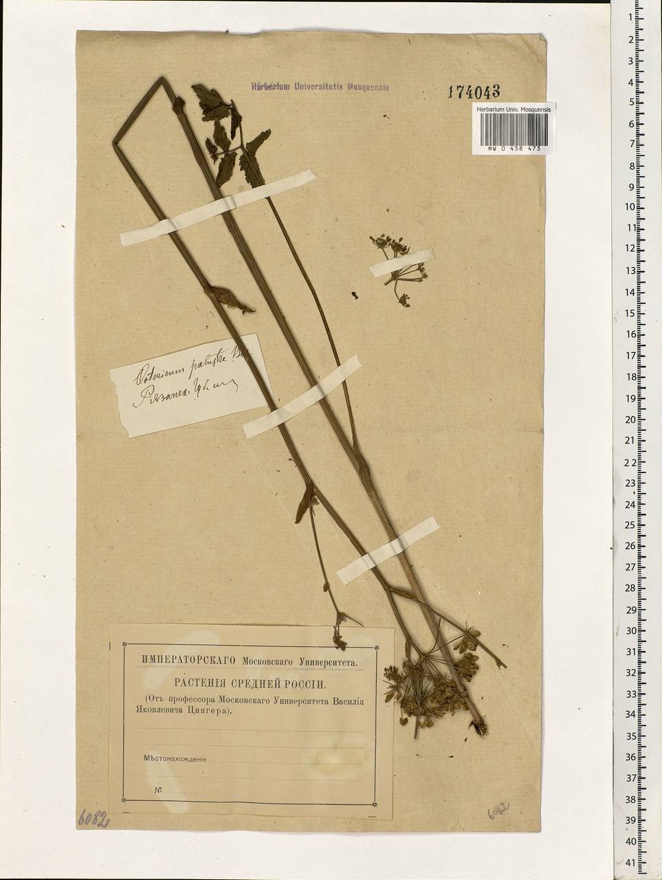 Ostericum palustre (Besser) Besser, Eastern Europe, Central region (E4) (Russia)
