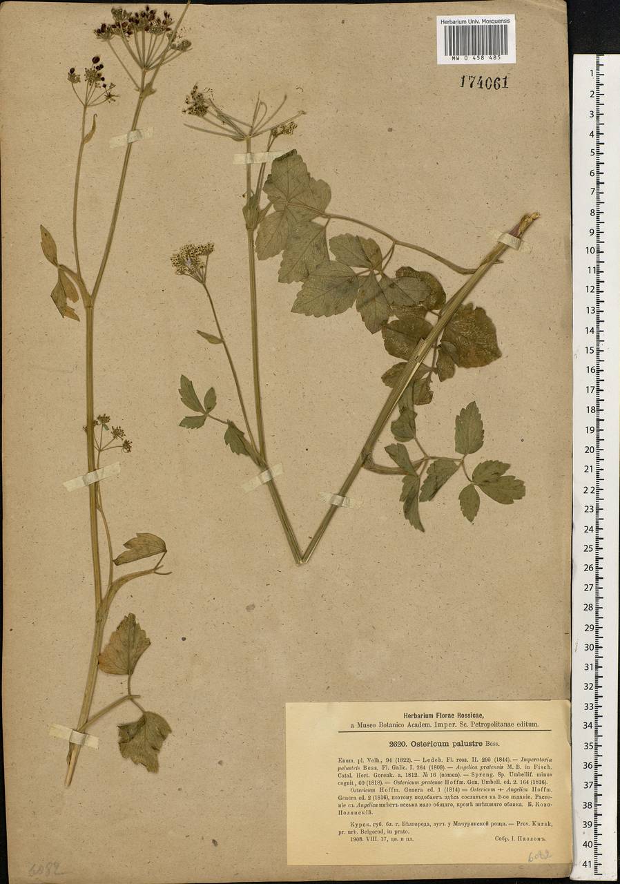 Ostericum palustre (Besser) Besser, Eastern Europe, Central forest-and-steppe region (E6) (Russia)