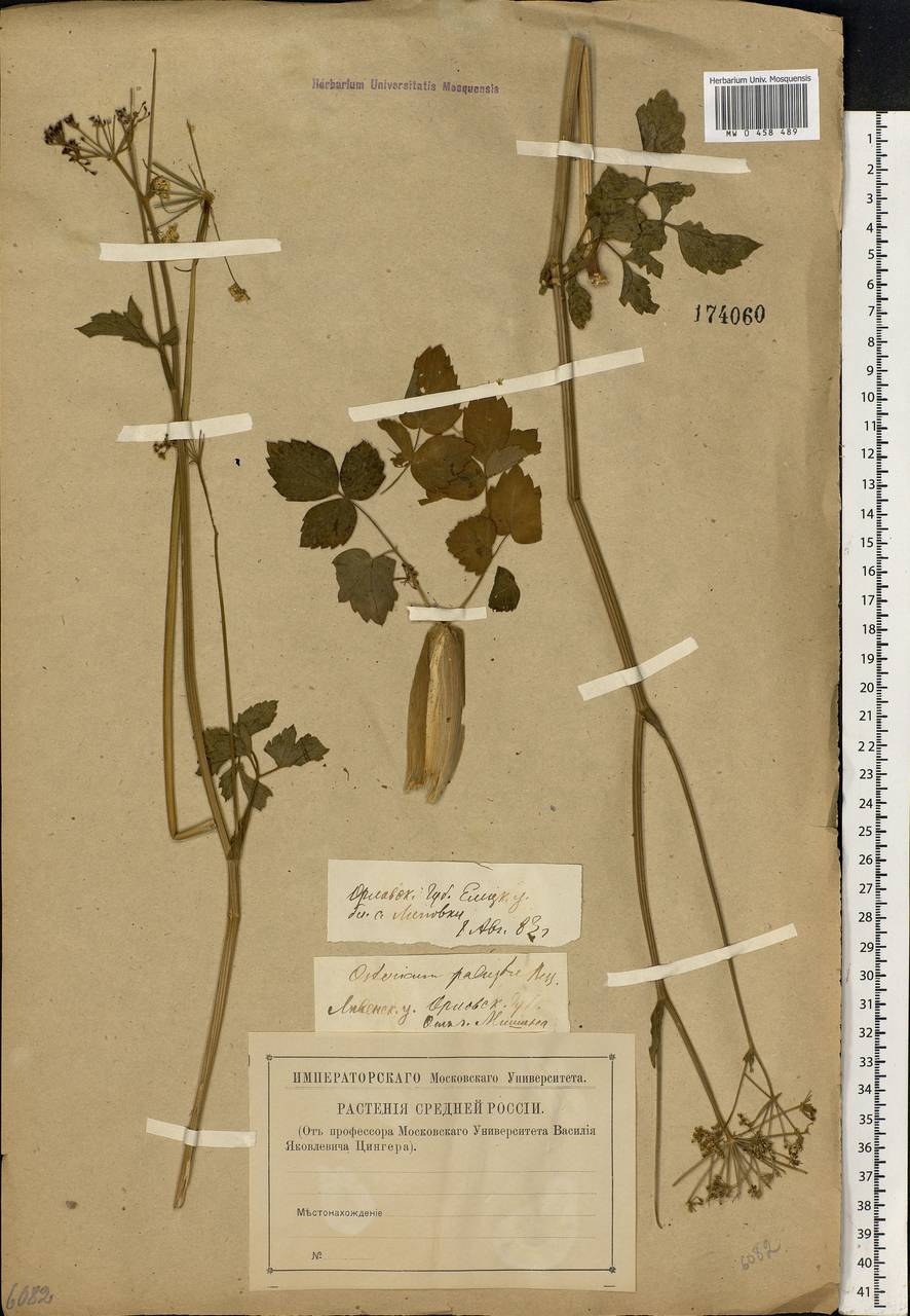 Ostericum palustre (Besser) Besser, Eastern Europe, Central forest-and-steppe region (E6) (Russia)