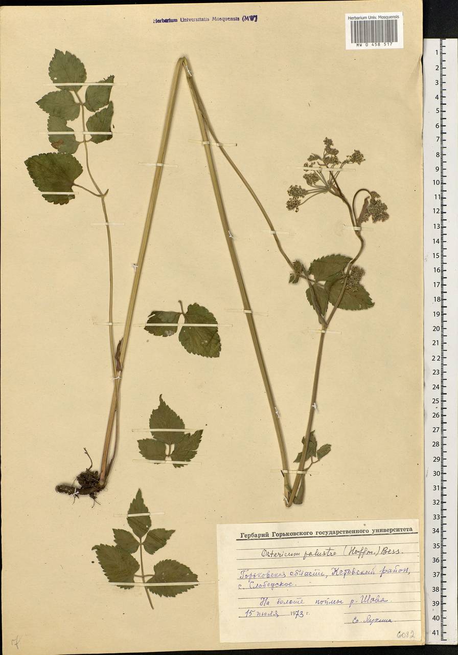 Ostericum palustre (Besser) Besser, Eastern Europe, Volga-Kama region (E7) (Russia)