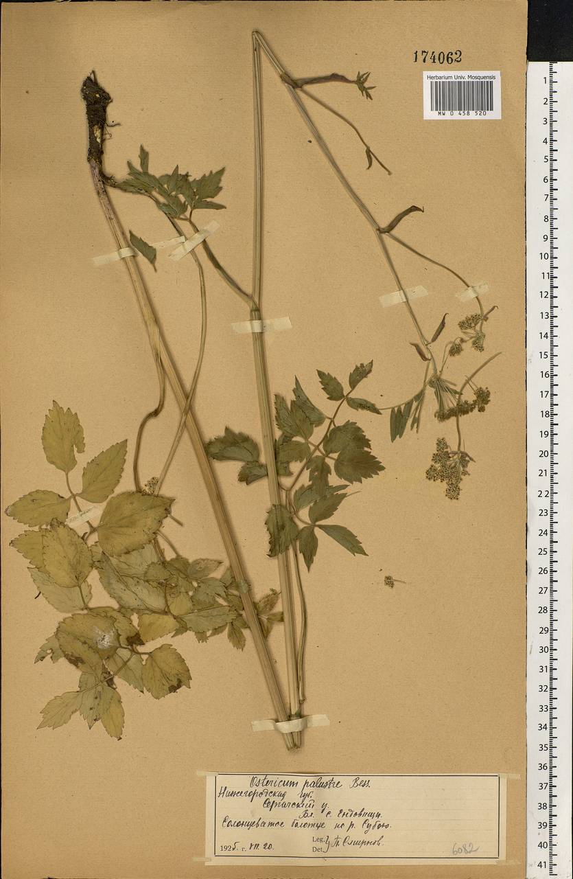 Ostericum palustre (Besser) Besser, Eastern Europe, Volga-Kama region (E7) (Russia)