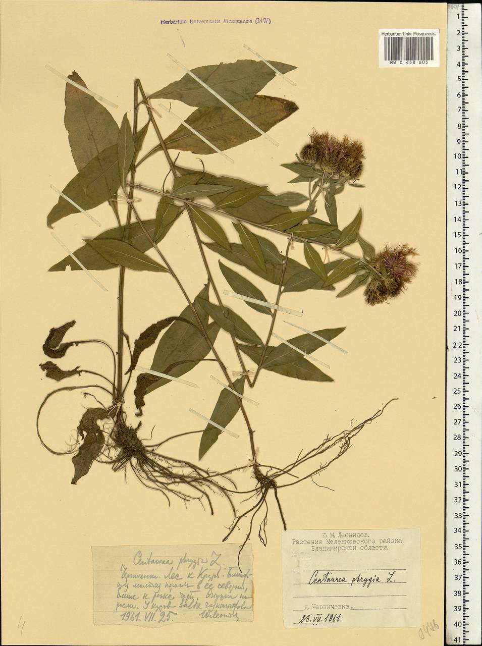 Centaurea phrygia L., Eastern Europe, Central region (E4) (Russia)