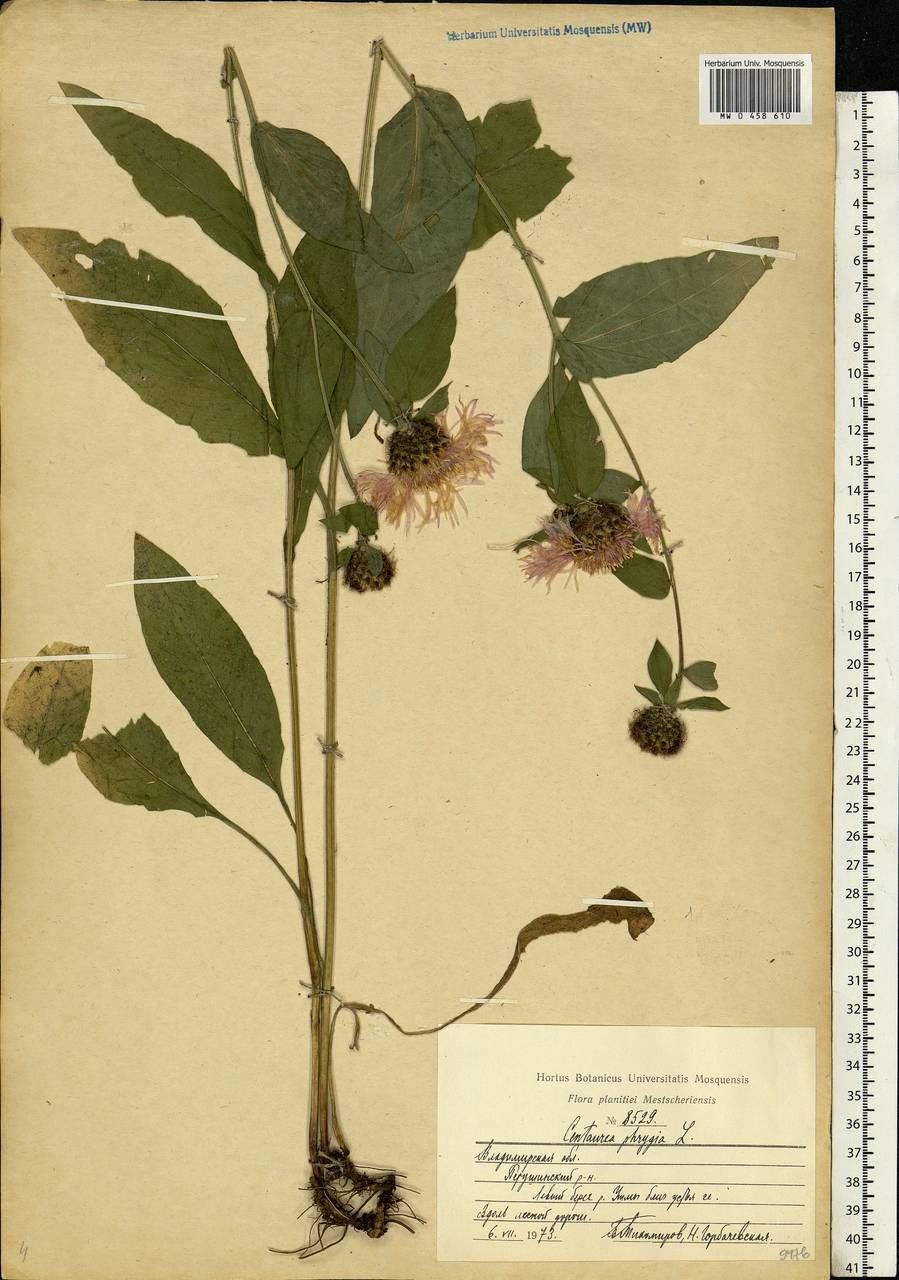 Centaurea phrygia L., Eastern Europe, Central region (E4) (Russia)