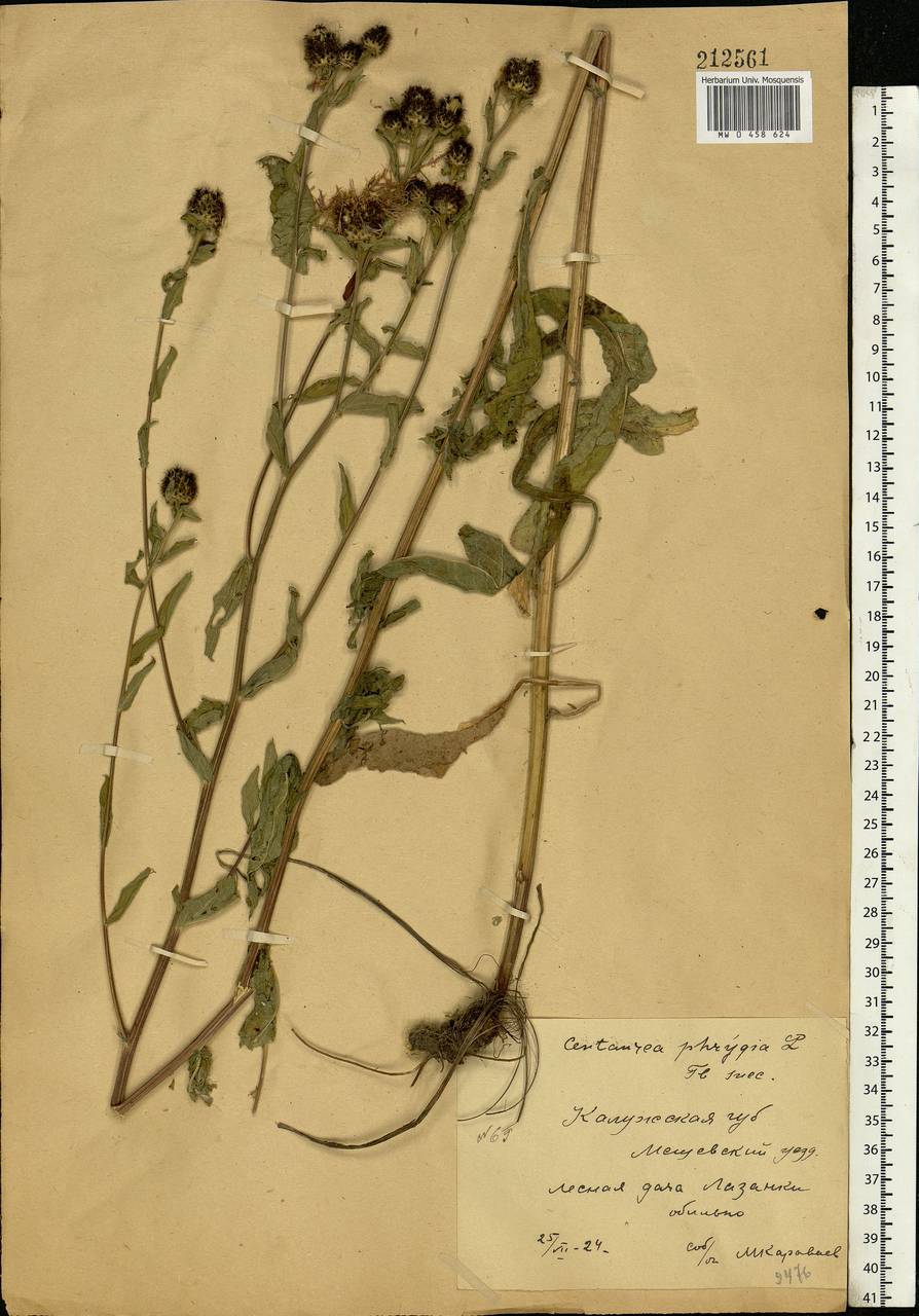 Centaurea phrygia L., Eastern Europe, Central region (E4) (Russia)