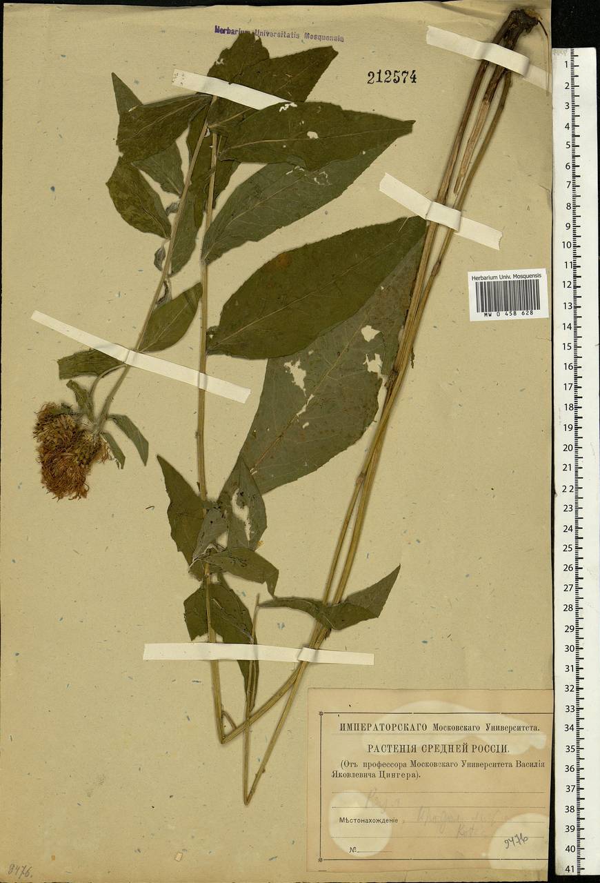 Centaurea phrygia L., Eastern Europe, Central region (E4) (Russia)