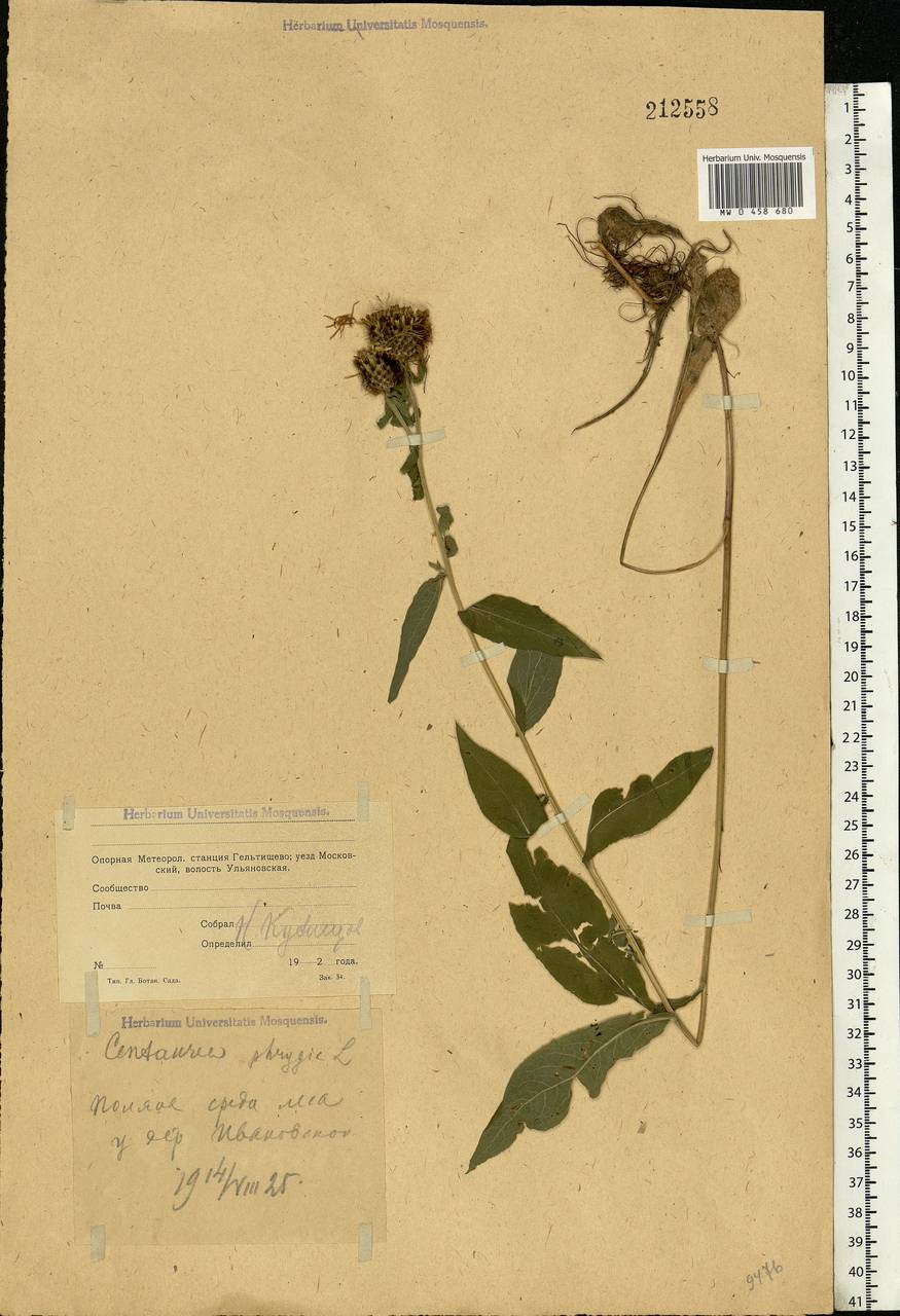 Centaurea phrygia L., Eastern Europe, Moscow region (E4a) (Russia)