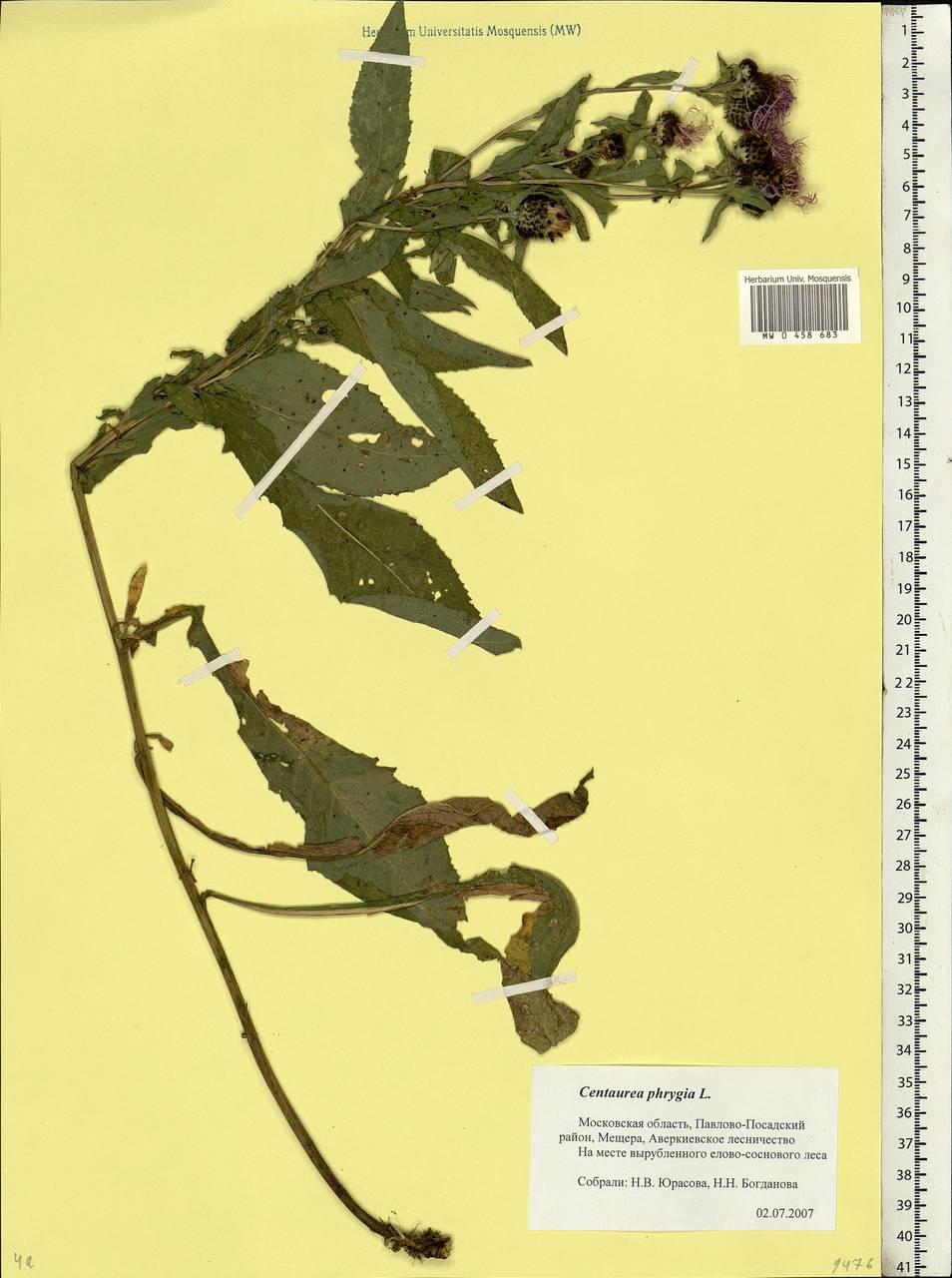 Centaurea phrygia L., Eastern Europe, Moscow region (E4a) (Russia)