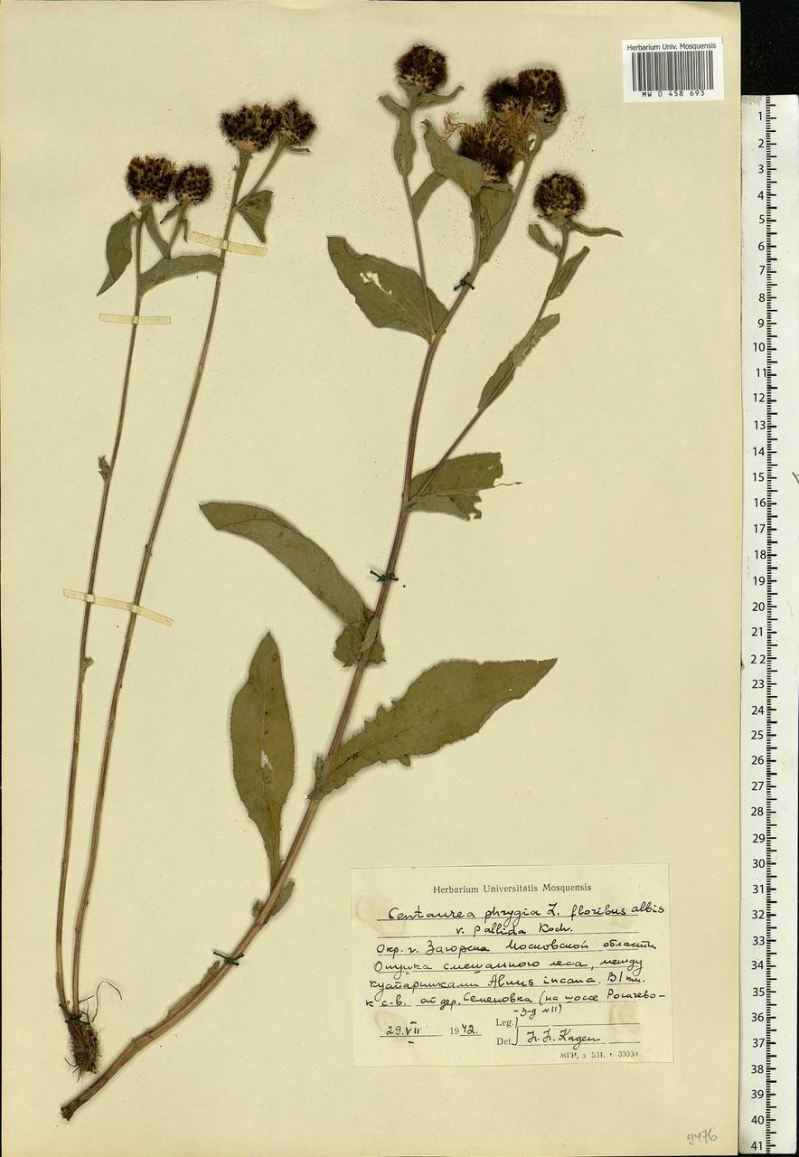 Centaurea phrygia L., Eastern Europe, Moscow region (E4a) (Russia)