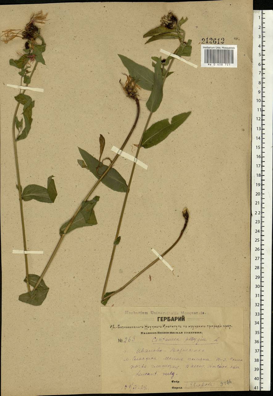 Centaurea phrygia L., Eastern Europe, Central forest region (E5) (Russia)