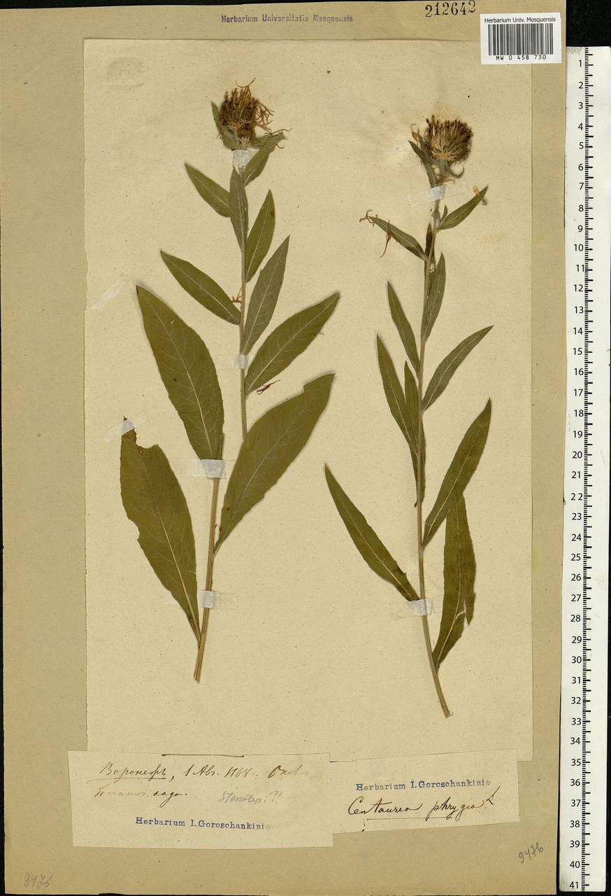 Centaurea phrygia L., Eastern Europe, Central forest-and-steppe region (E6) (Russia)