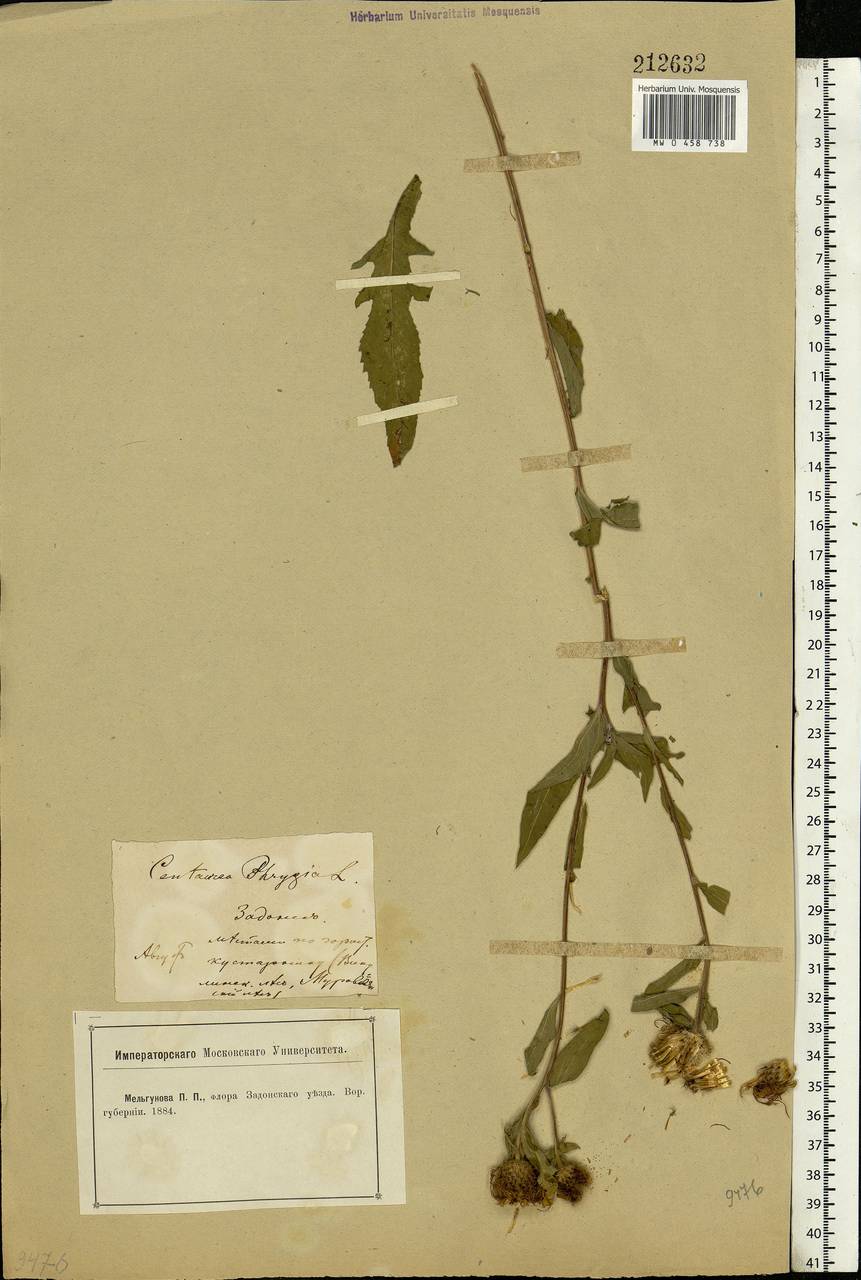 Centaurea phrygia L., Eastern Europe, Central forest-and-steppe region (E6) (Russia)