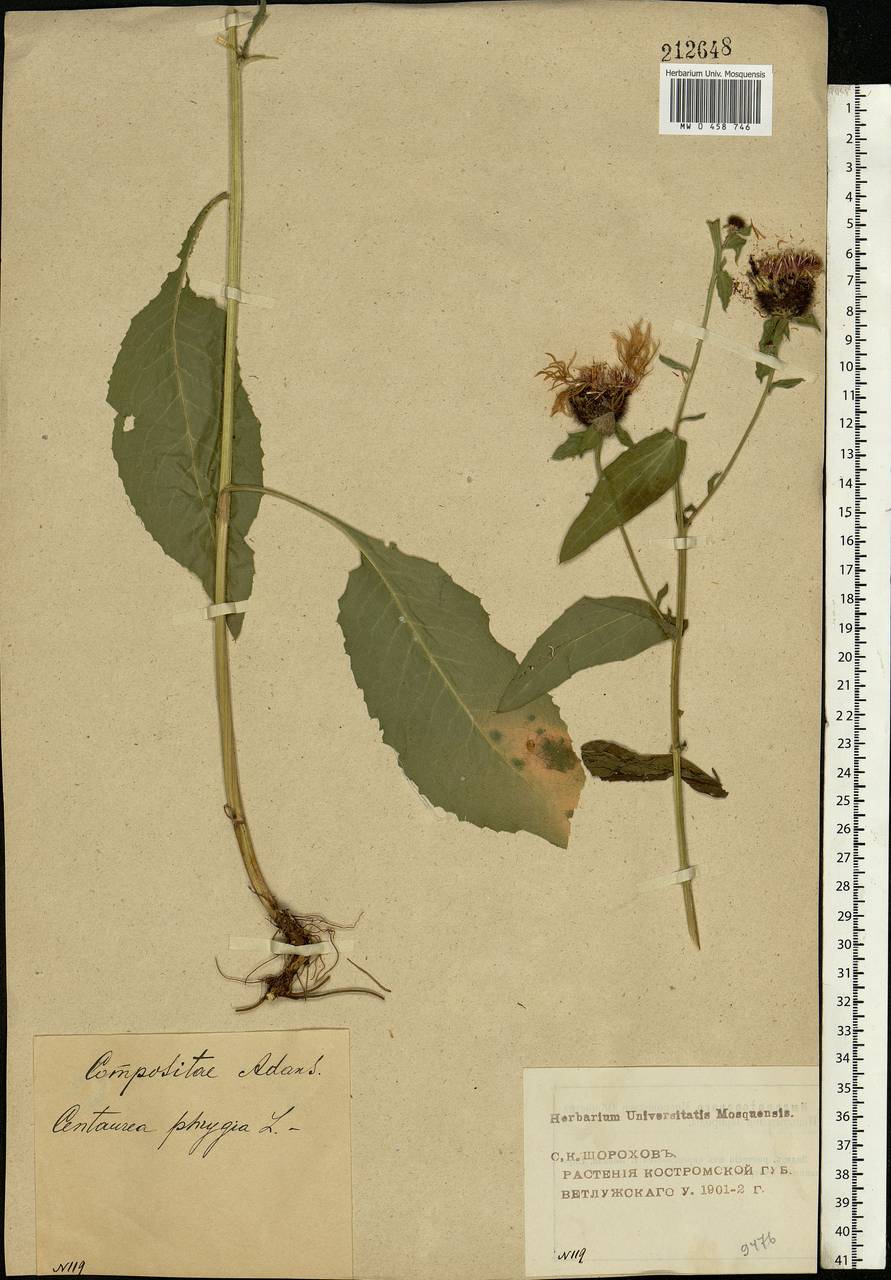 Centaurea phrygia L., Eastern Europe, Volga-Kama region (E7) (Russia)