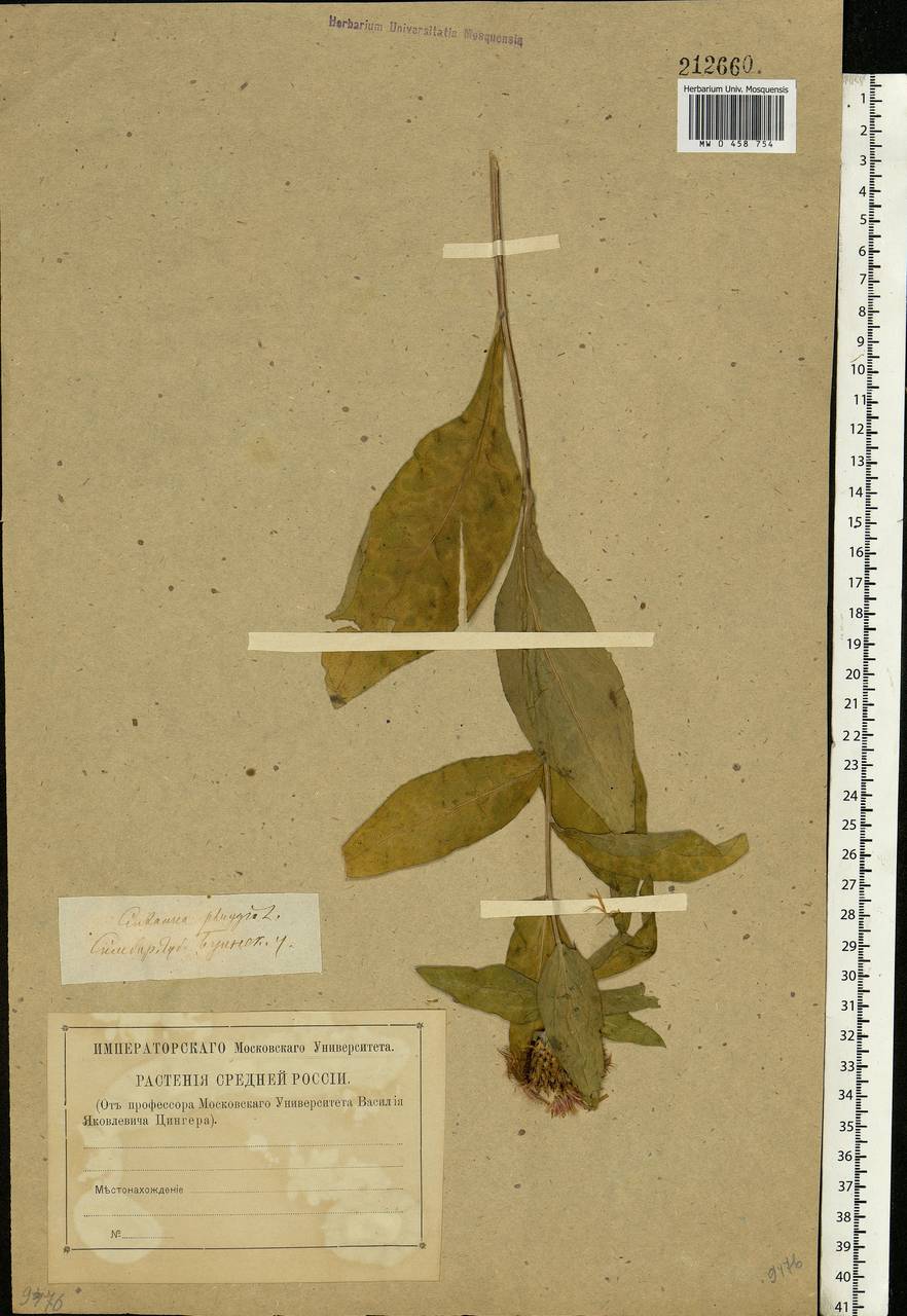 Centaurea phrygia L., Eastern Europe, Middle Volga region (E8) (Russia)