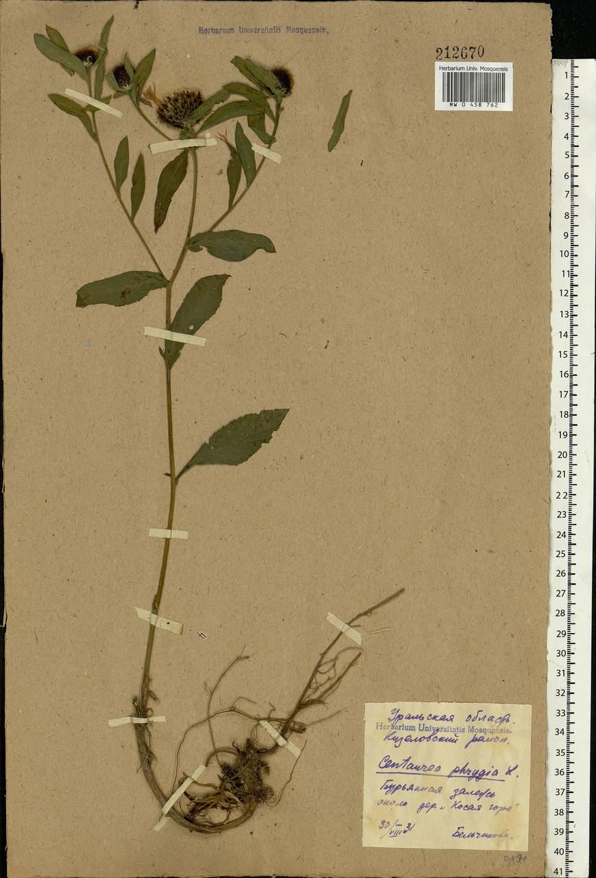 Centaurea phrygia L., Eastern Europe, Eastern region (E10) (Russia)