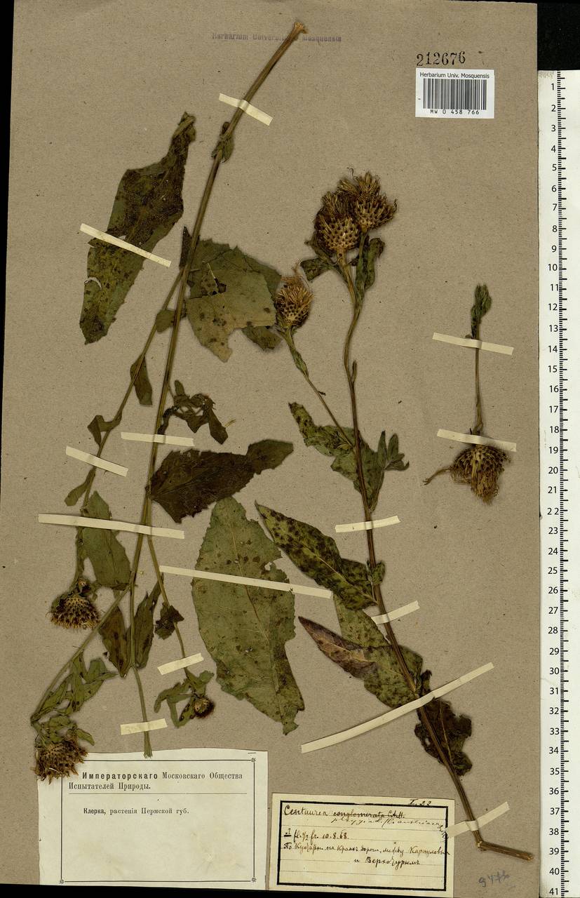 Centaurea phrygia L., Eastern Europe, Eastern region (E10) (Russia)