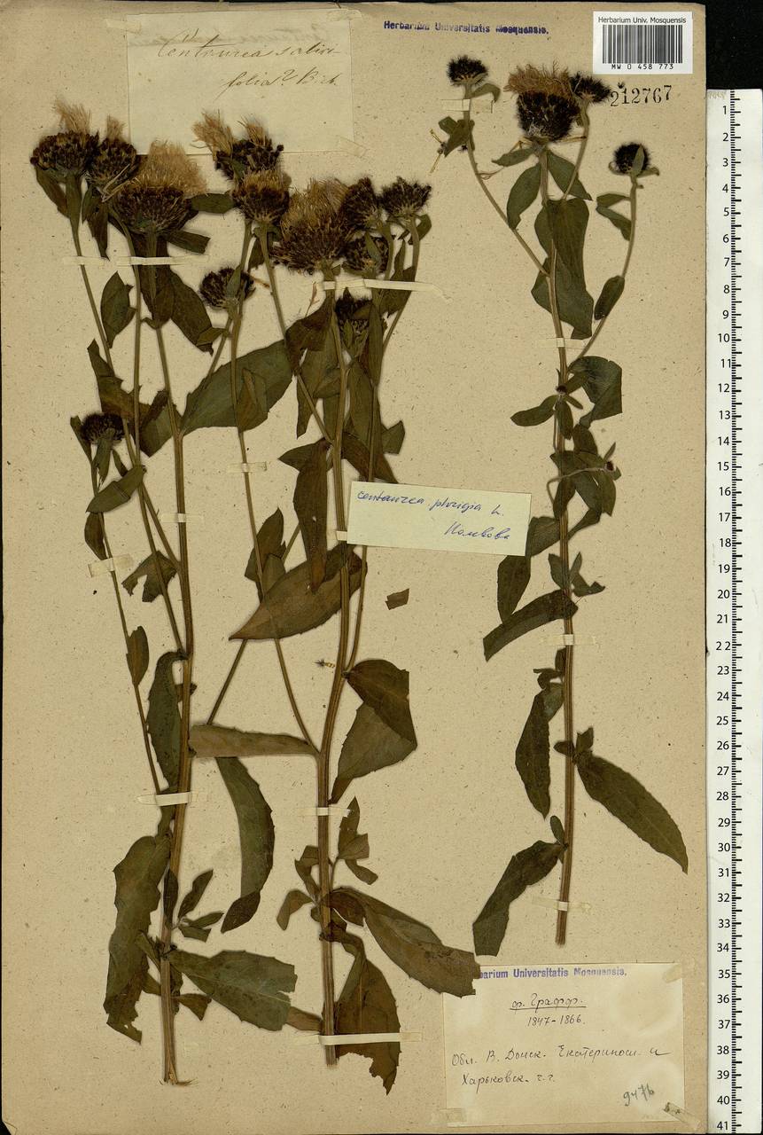 Centaurea phrygia L., Eastern Europe, Rostov Oblast (E12a) (Russia)
