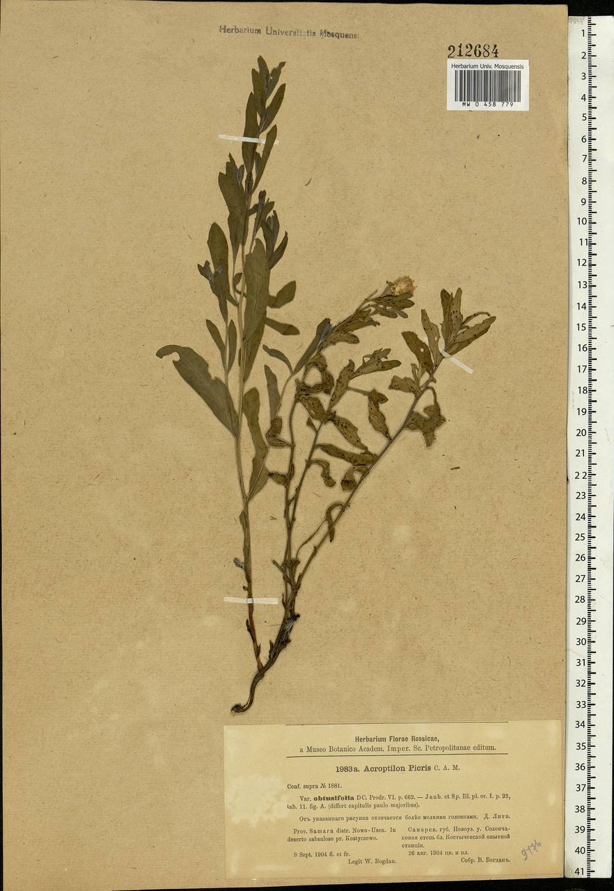 Rhaponticum repens (L.) Hidalgo, Eastern Europe, Lower Volga region (E9) (Russia)