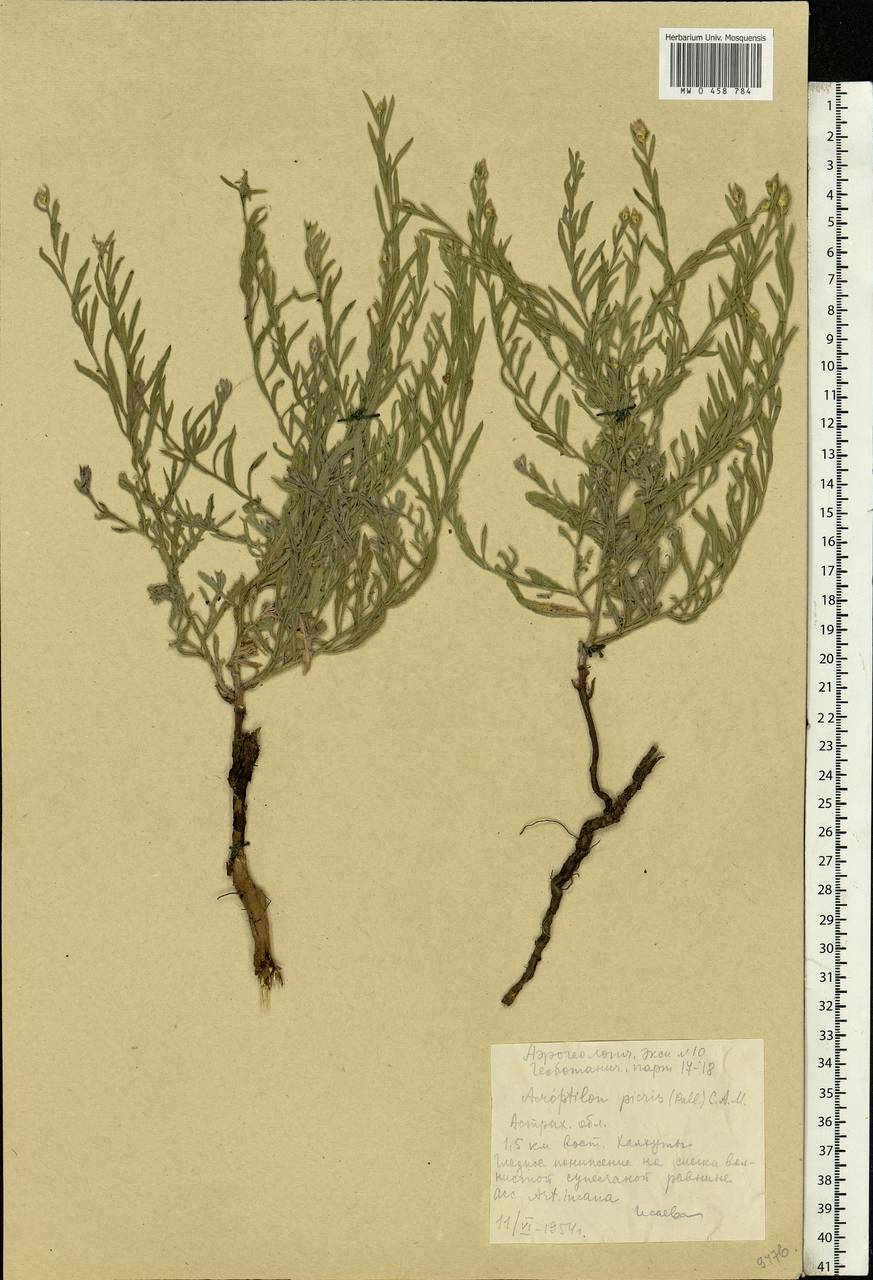 Rhaponticum repens (L.) Hidalgo, Eastern Europe, Lower Volga region (E9) (Russia)