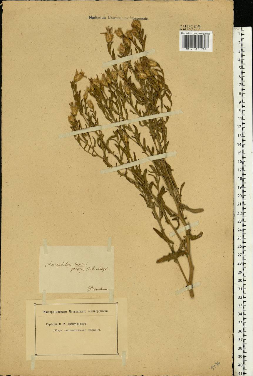 Rhaponticum repens (L.) Hidalgo, Eastern Europe, Lower Volga region (E9) (Russia)