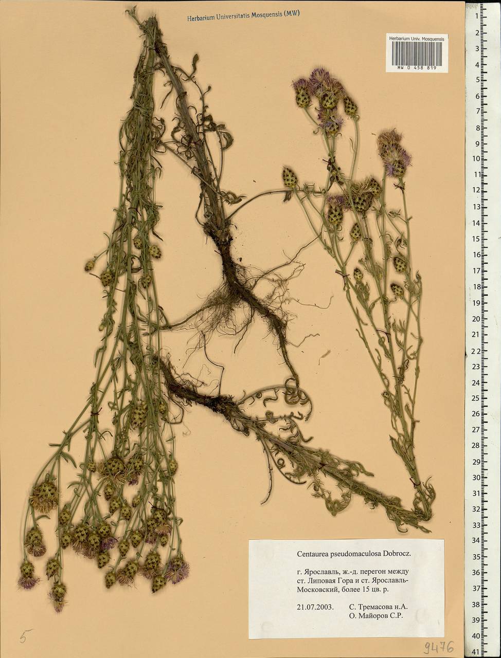 Centaurea pseudomaculosa Dobrocz, Eastern Europe, Central forest region (E5) (Russia)