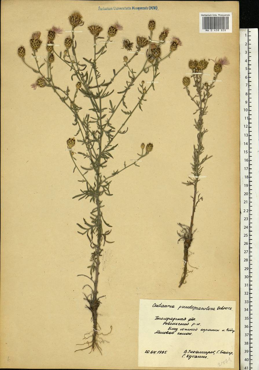 Centaurea pseudomaculosa Dobrocz, Eastern Europe, Central forest-and-steppe region (E6) (Russia)