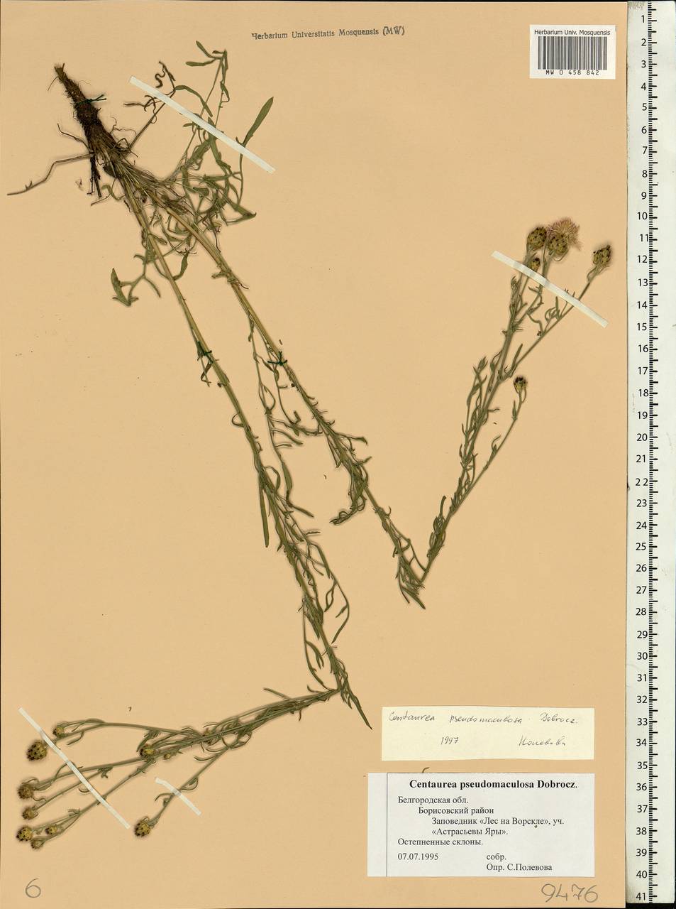 Centaurea pseudomaculosa Dobrocz, Eastern Europe, Central forest-and-steppe region (E6) (Russia)