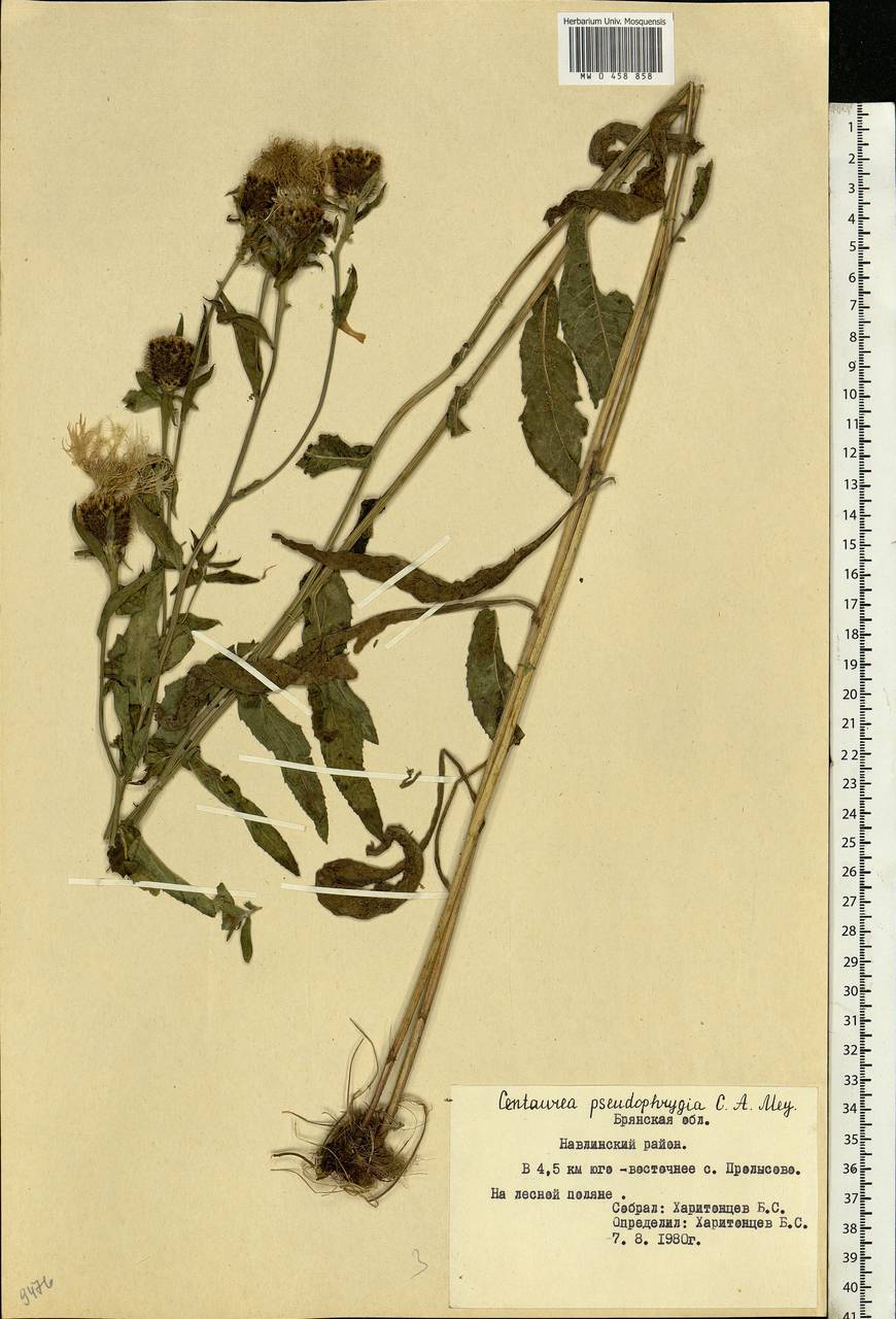 Centaurea pseudophrygia C. A. Mey., Eastern Europe, Western region (E3) (Russia)