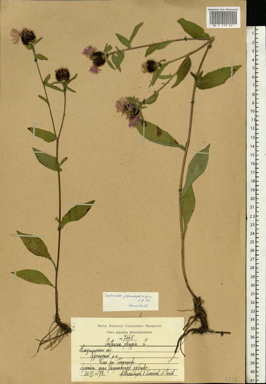 Centaurea pseudophrygia C. A. Mey., Eastern Europe, Central region (E4) (Russia)