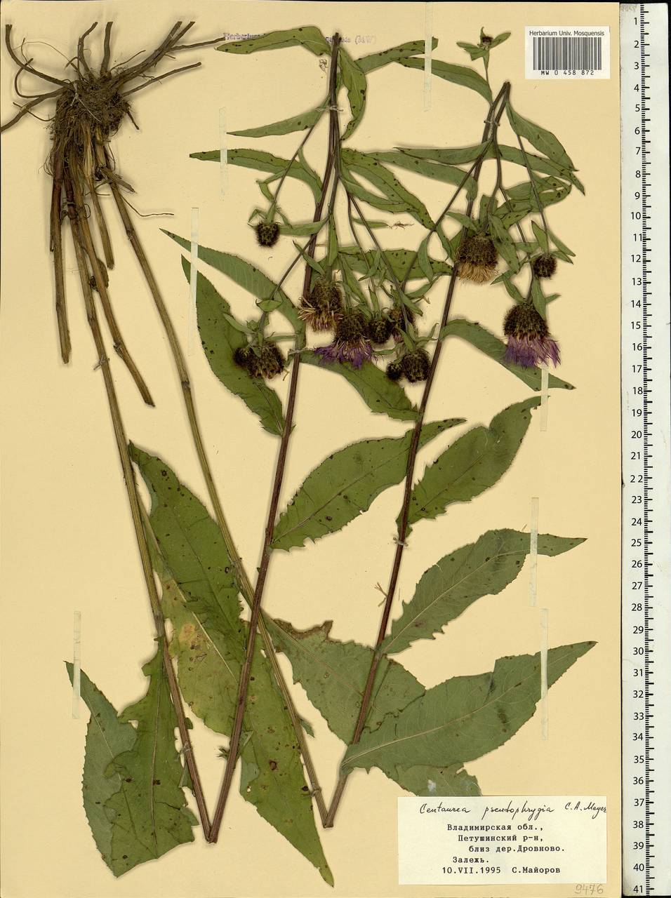 Centaurea pseudophrygia C. A. Mey., Eastern Europe, Central region (E4) (Russia)