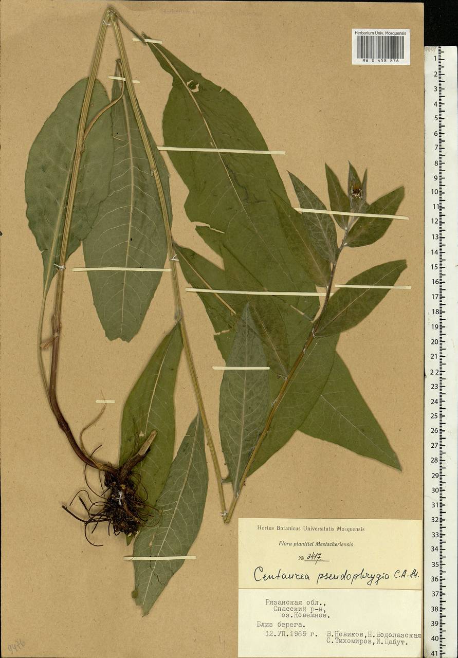 Centaurea pseudophrygia C. A. Mey., Eastern Europe, Central region (E4) (Russia)