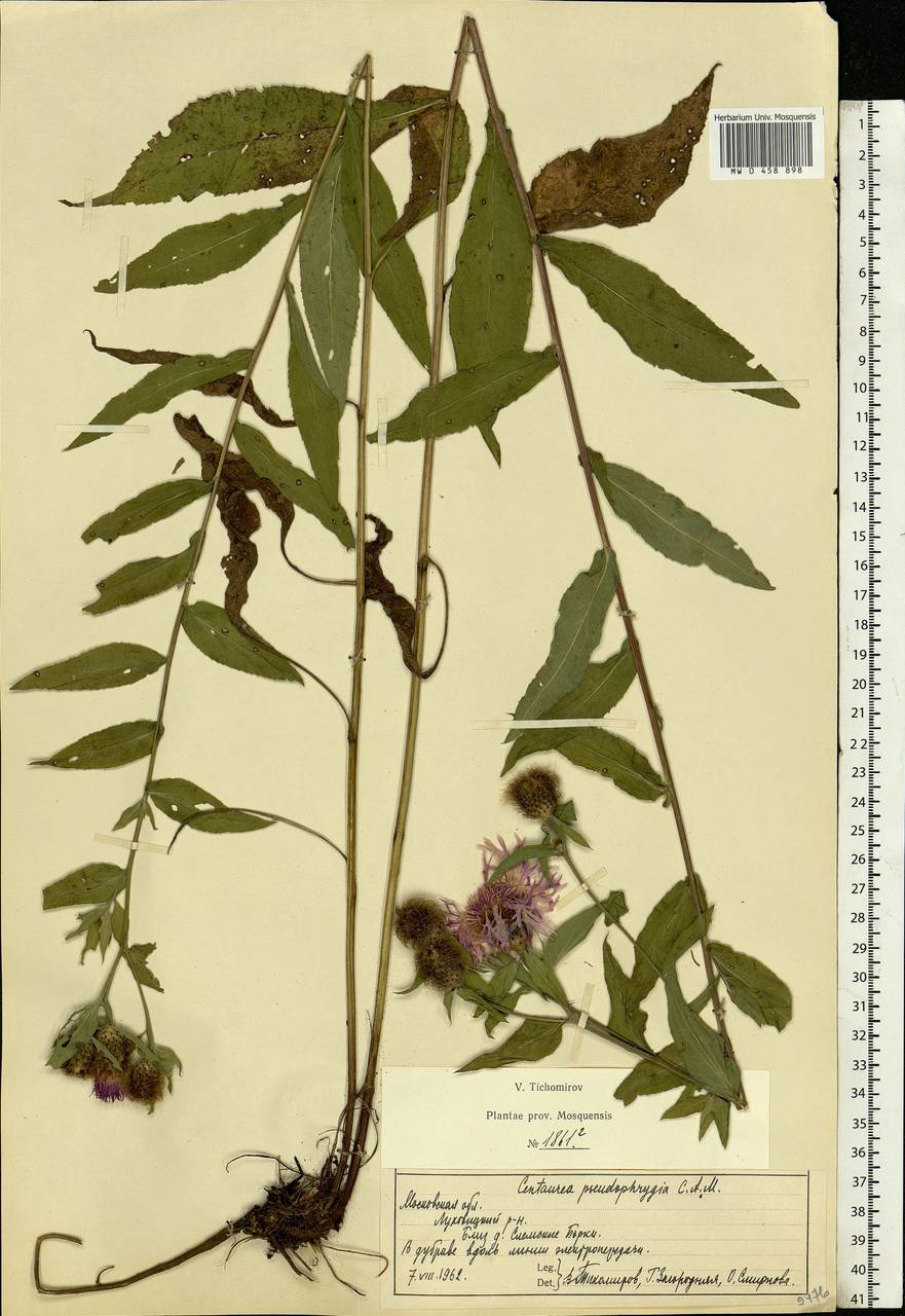 Centaurea pseudophrygia C. A. Mey., Eastern Europe, Moscow region (E4a) (Russia)