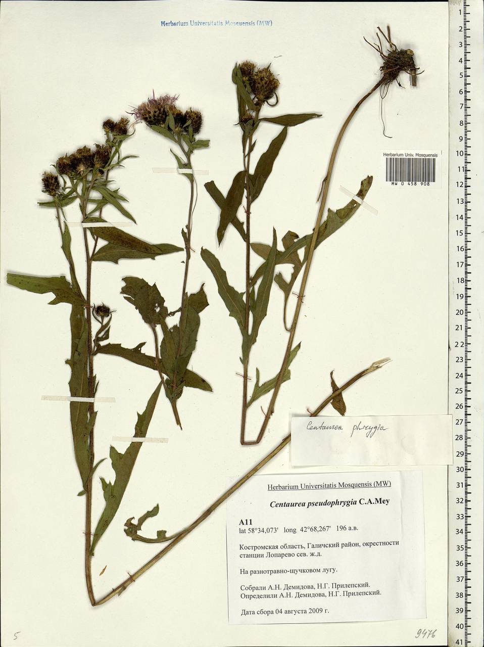 Centaurea phrygia L., Eastern Europe, Central forest region (E5) (Russia)